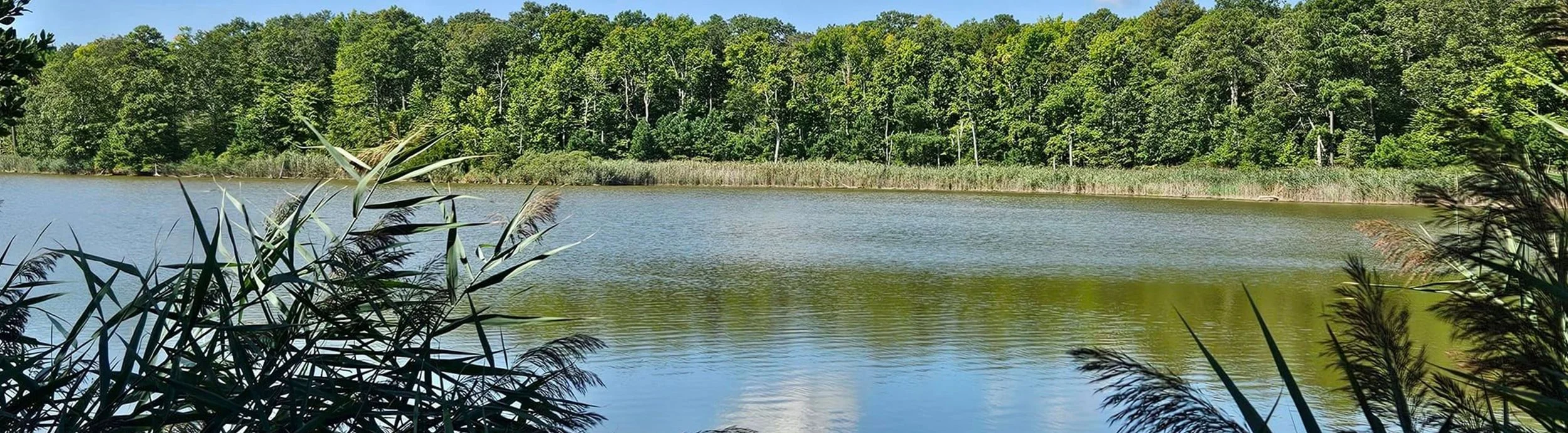 A peaceful lakeside scene with calm water, surrounded by dense green trees and tall grasses along the shore, under a clear blue sky.