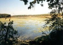 A lake or pond surrounded by trees with clear water reflecting the sky.