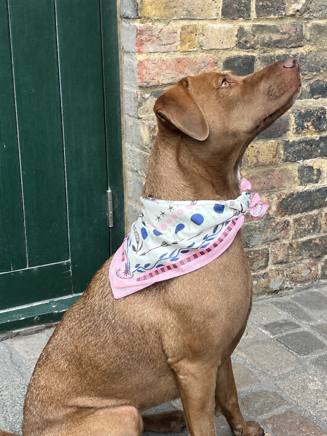 Brown Dog with Patterned Bandana.png