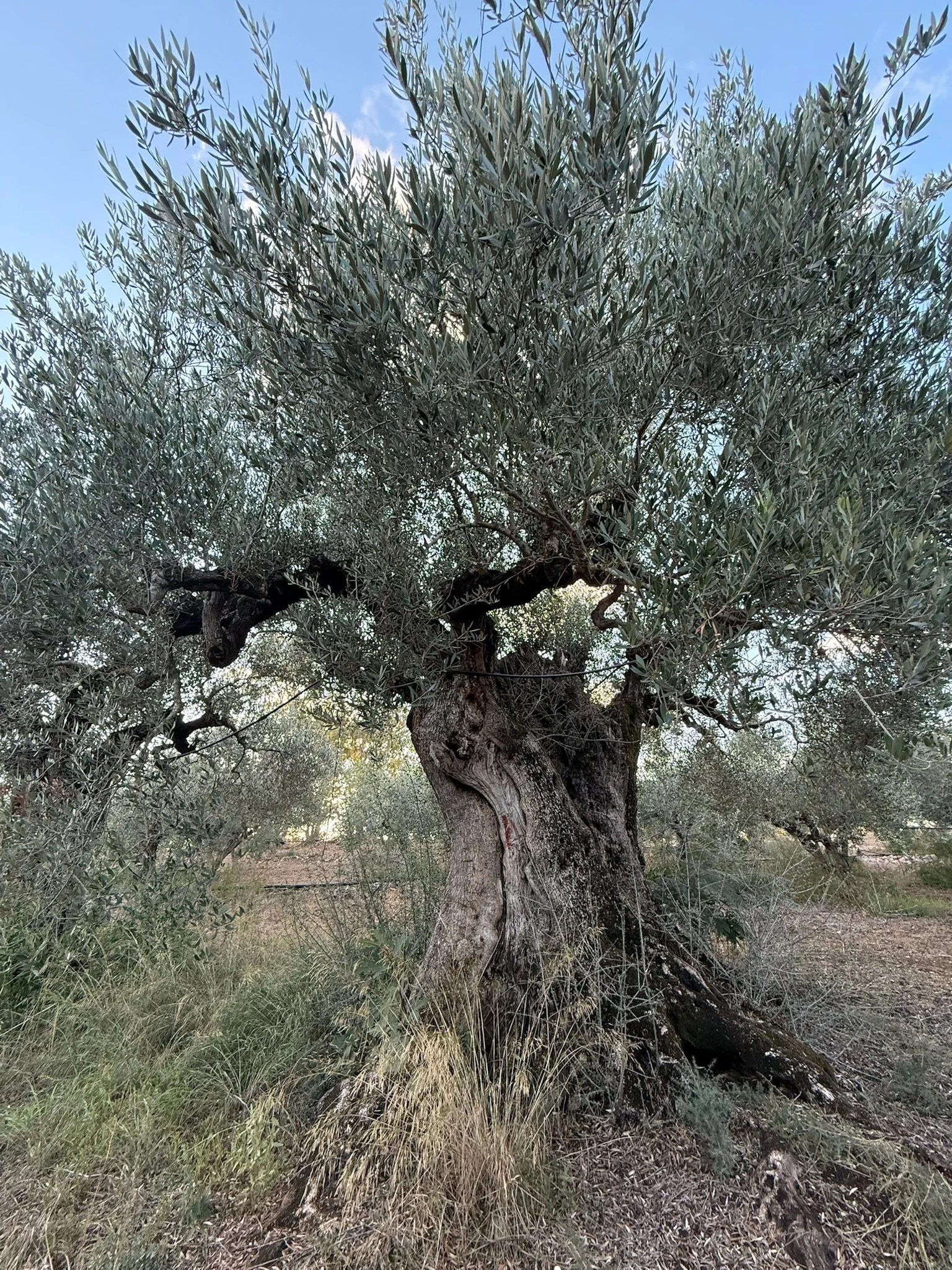 A large, old olive tree with a thick, gnarled trunk and dense, silvery-green leaves. The tree is situated in a natural, outdoor setting with dry grass and other foliage at its base, under a clear blue sky.