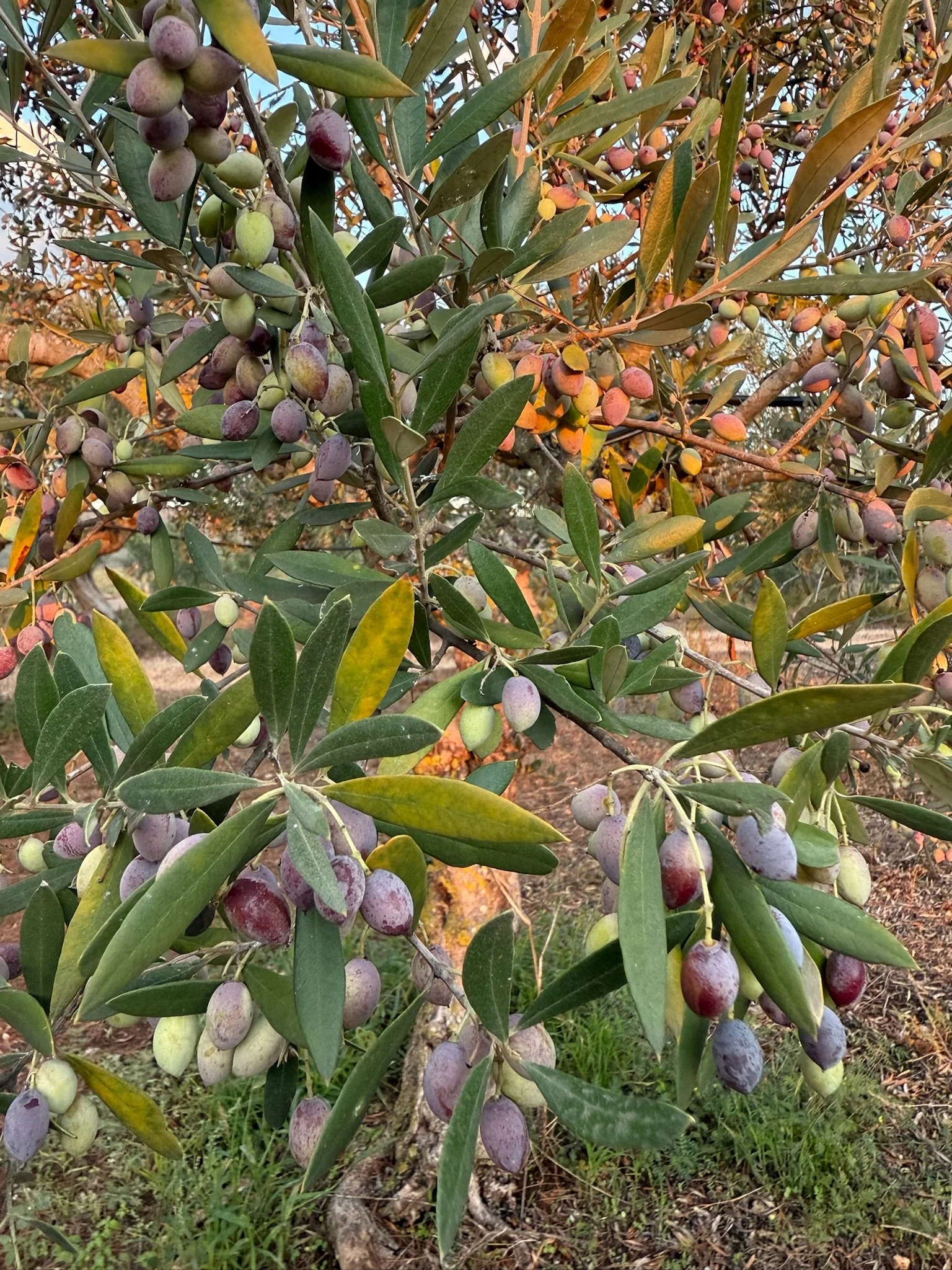 Olive tree branches with clusters of green and purple olives hanging amid elongated green leaves, set against a background of grass and other trees.