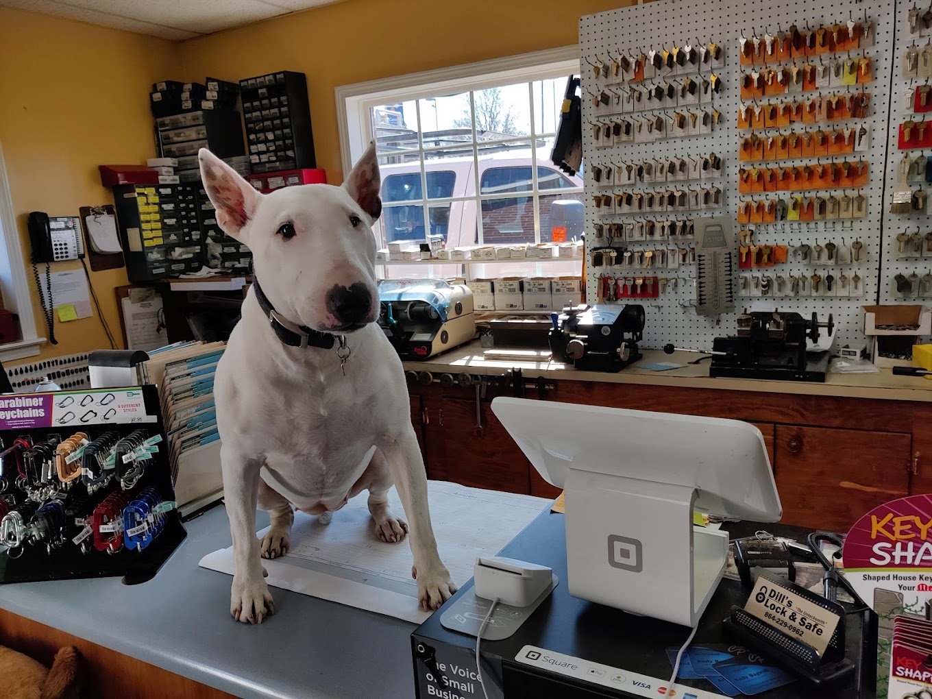 A white dog with large ears sitting on a counter inside a store, surrounded by various retail items including keychains, locks, and hardware tools, with a window and outside vehicles visible in the background.