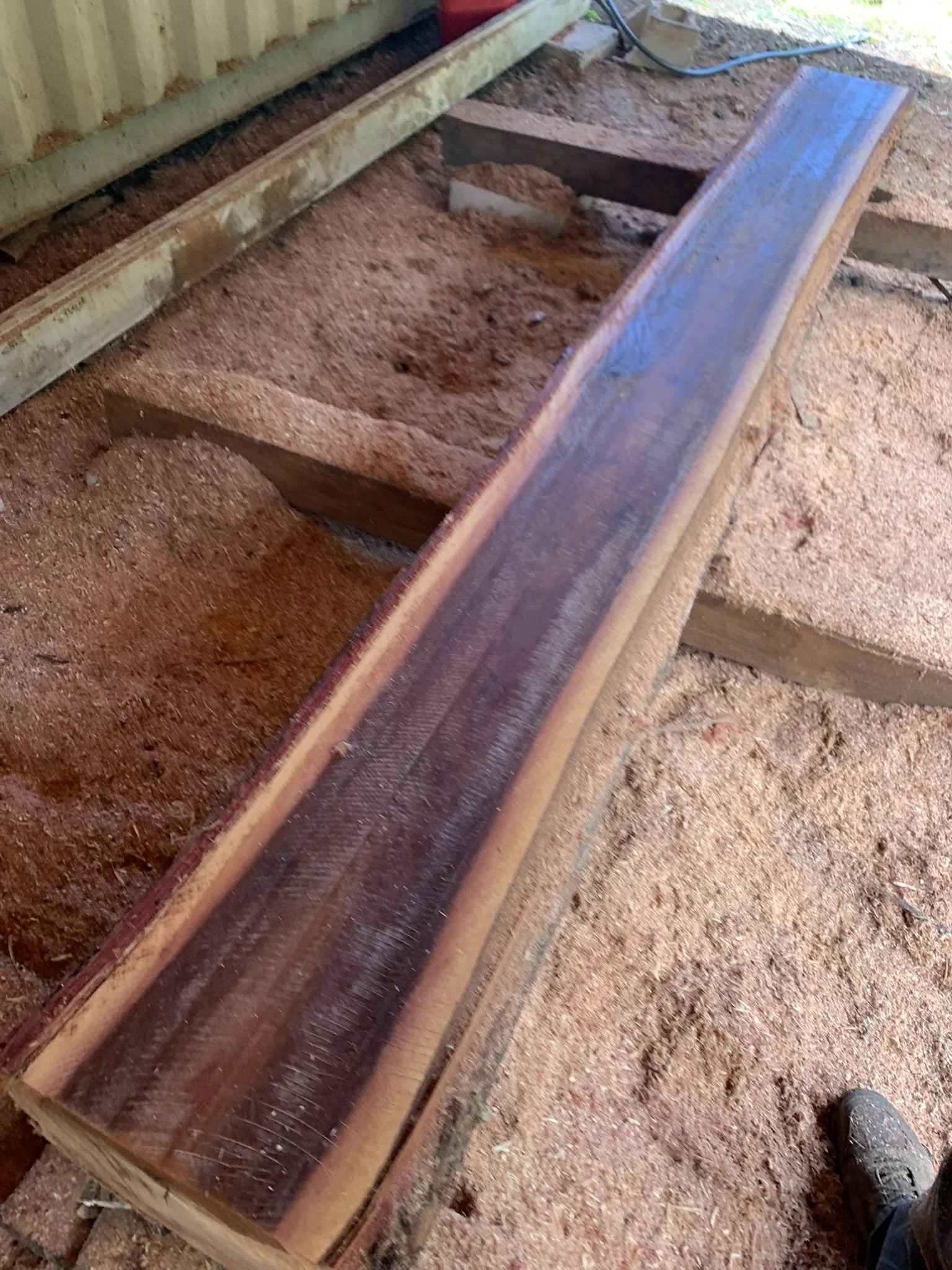 Iron Bark Eucalyptus