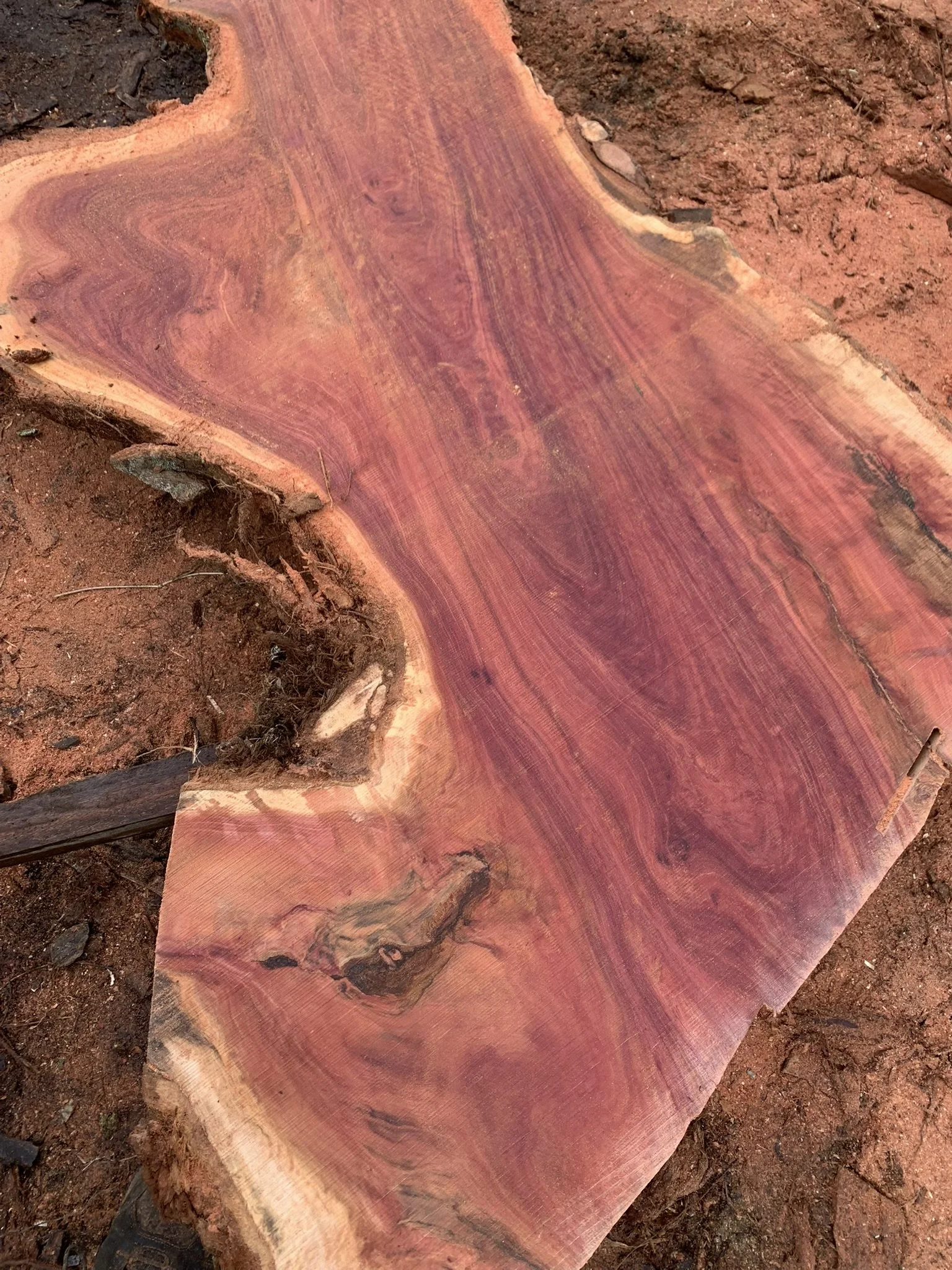 Wood - Eucalyptus Robusta - Slab - Red.JPEG