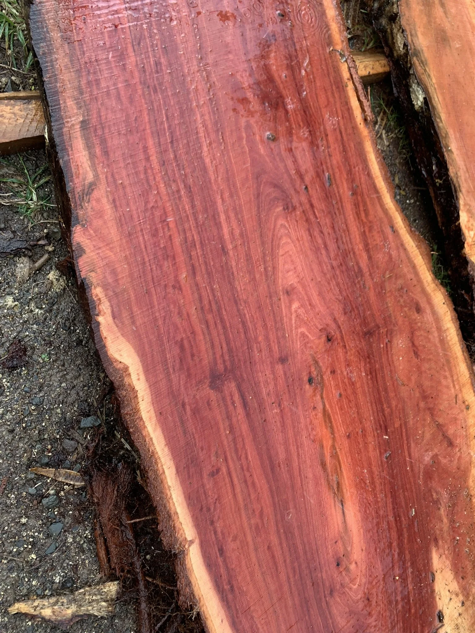 Eucalyptus Robusta