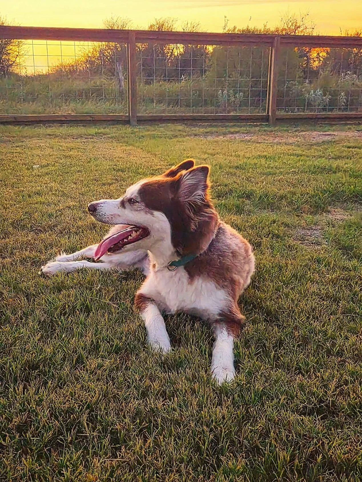 Dog relaxing at sunset in the fenced dog park at The Hideaway RV Retreat in Rockport, Texas.