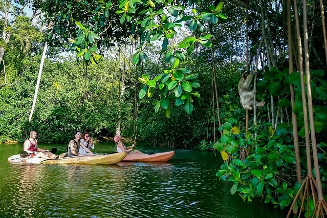 mangrove.jpeg