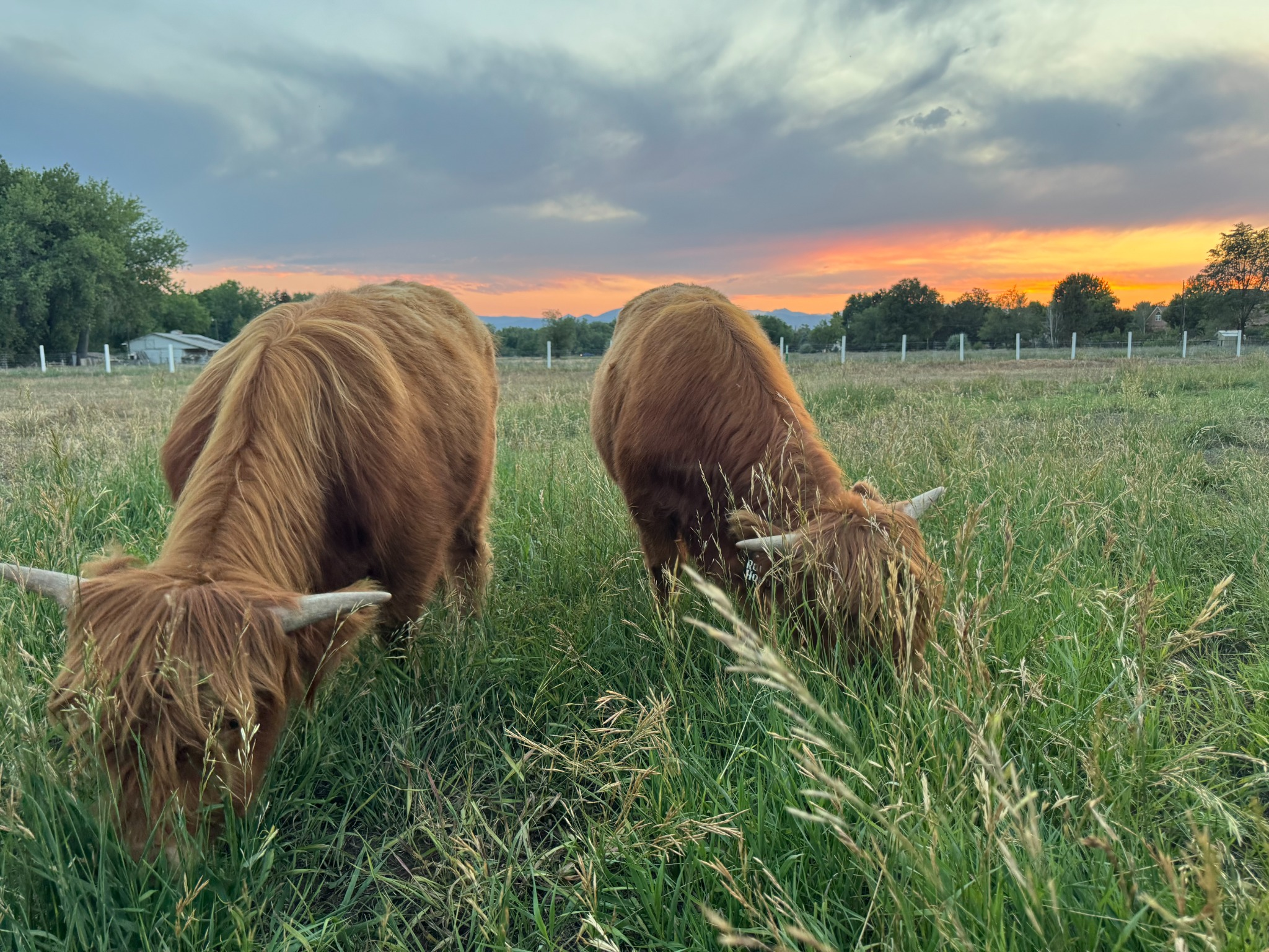 Two Highland cattle grazing with their heads down beneath a colorful sunset