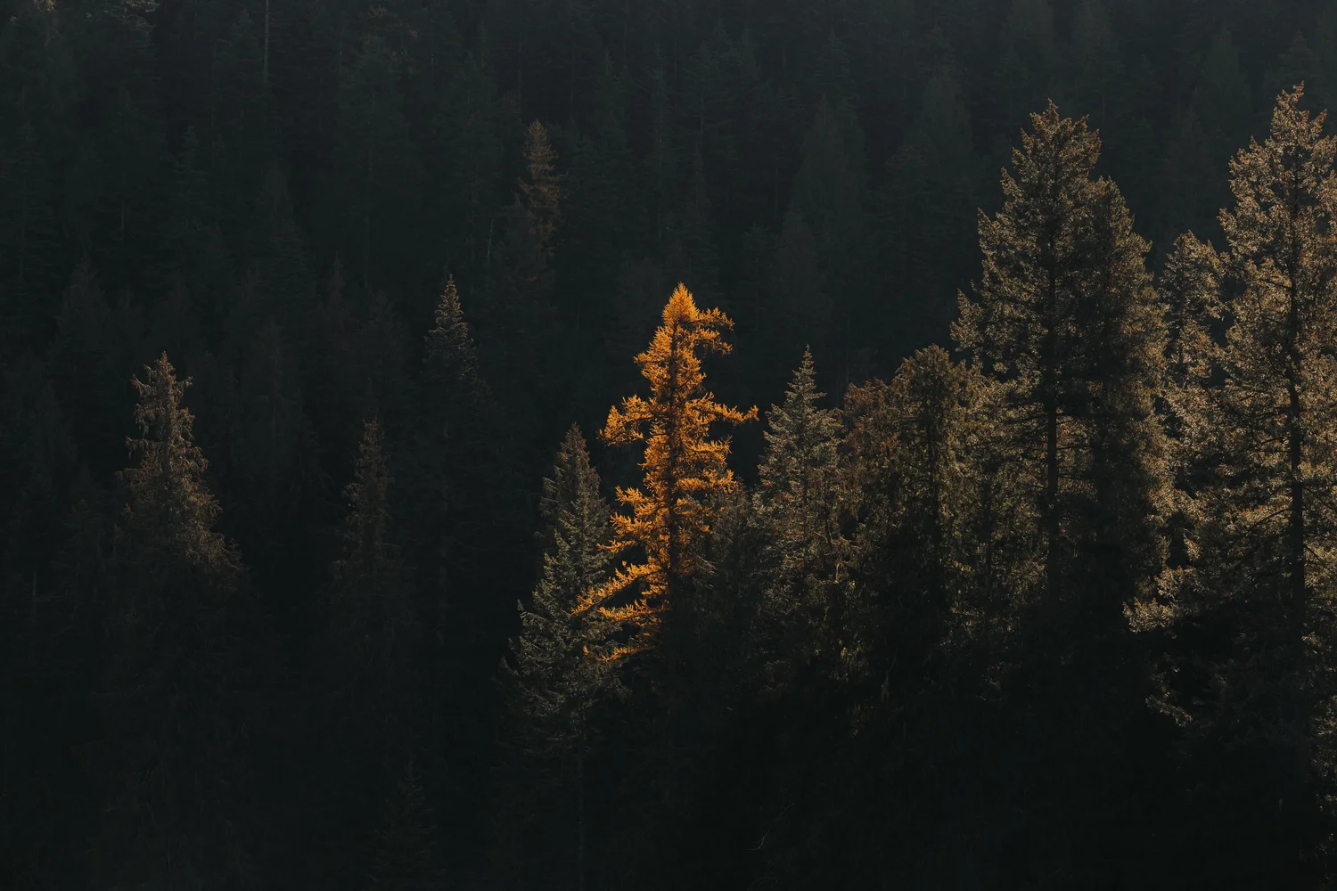 Forêt et montagnes à l'aube au Québec