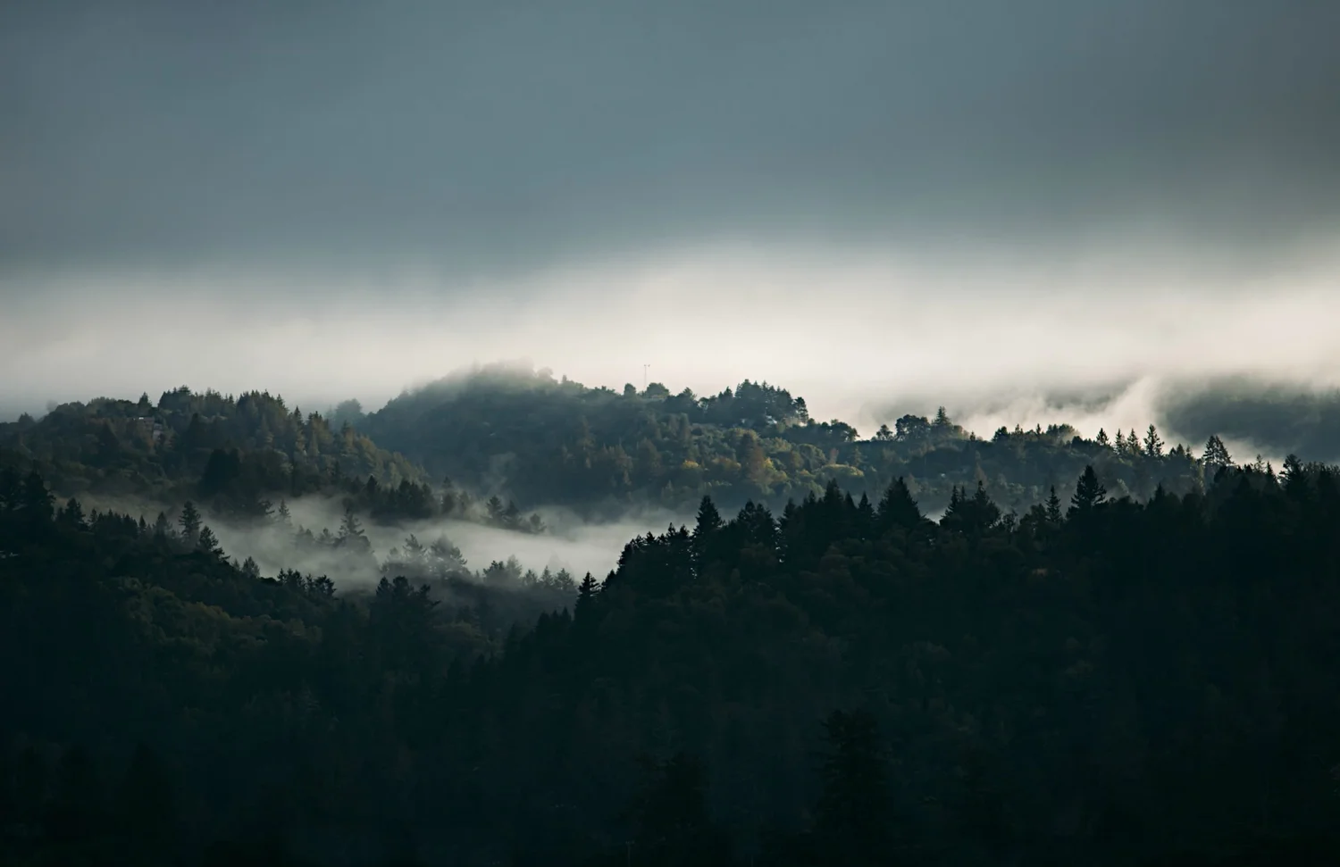 Forest and mountains at first light