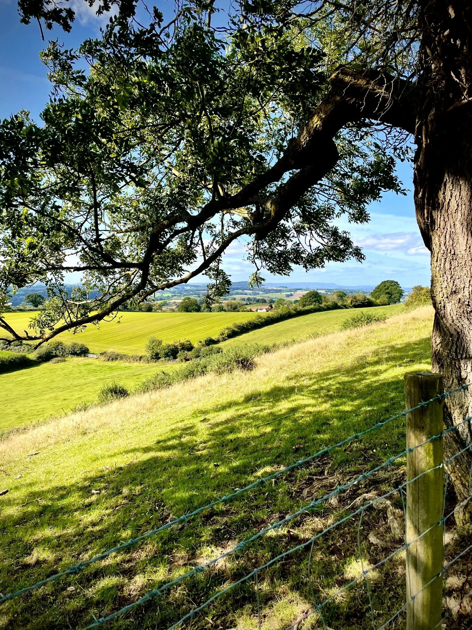 A tree with a sturdy trunk and dense green leaves extends across the foreground, overlooking rolling green fields and a distant horizon under a blue sky with scattered clouds. This is in Herefordshire. This is on the website for Scott Vanes.