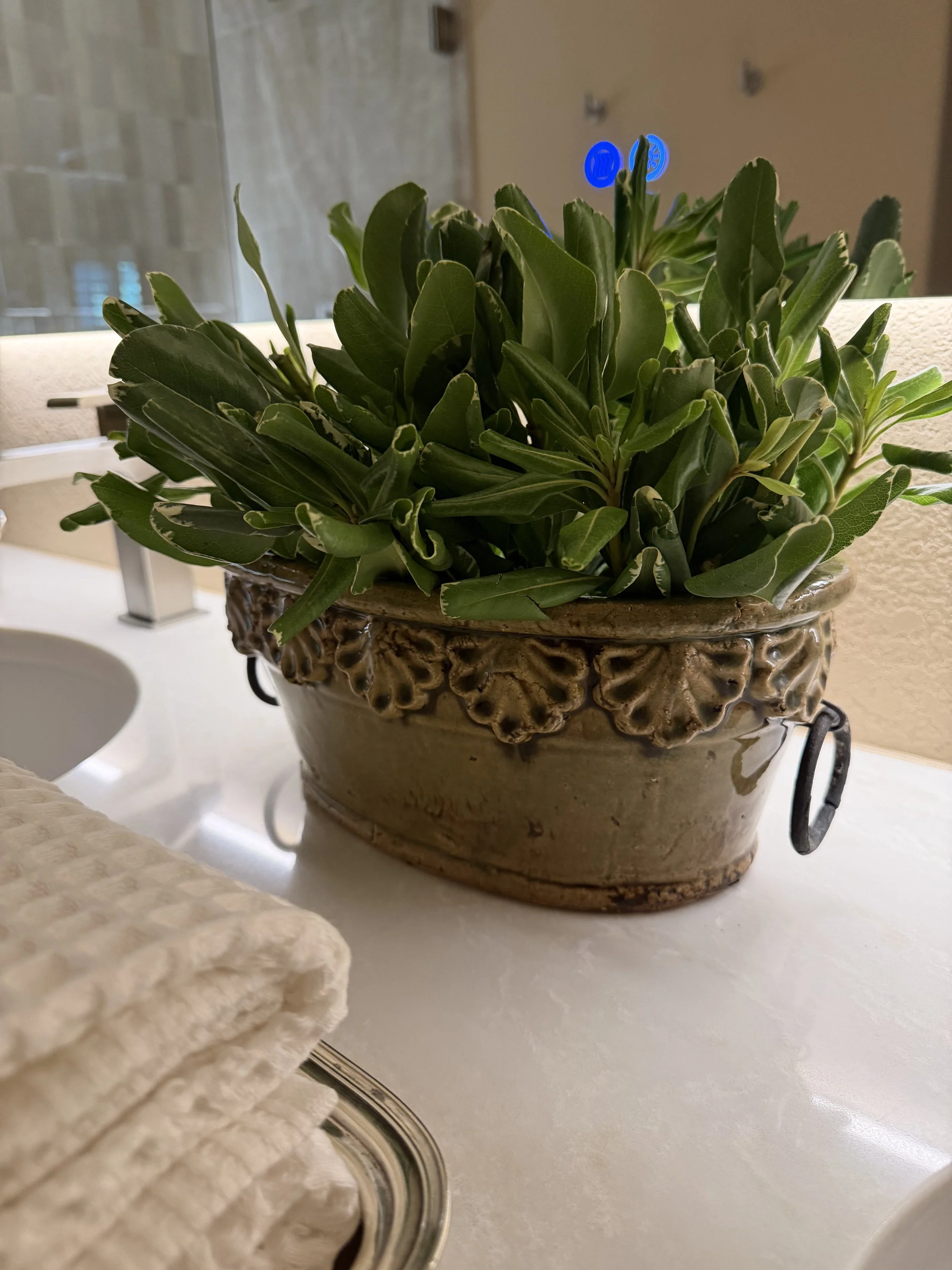 A green succulent in an antique pot on a bathroom counter styled with white towels on a vintage silver tray.