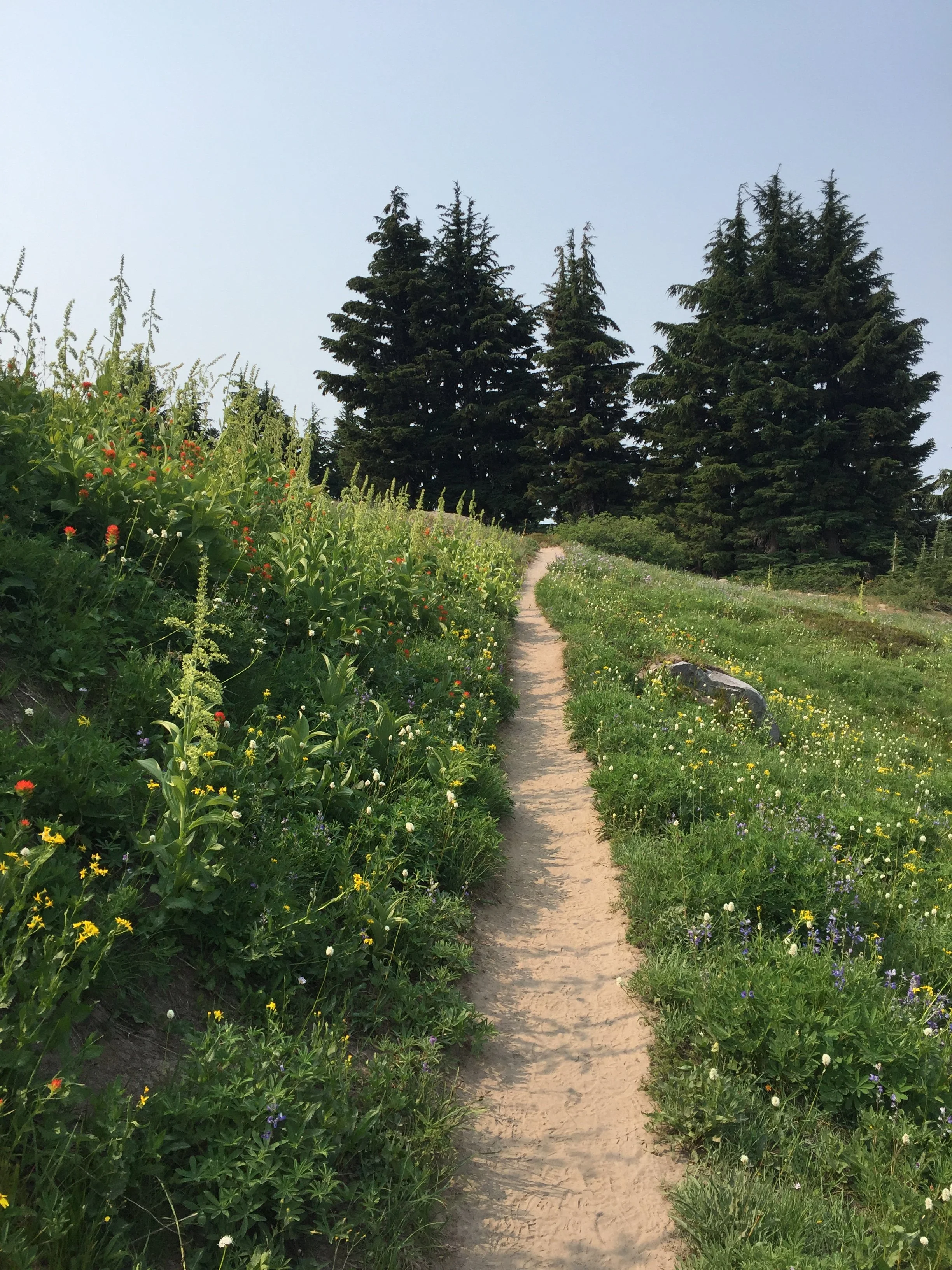 A dirt path winding through a grassy area with colorful wildflowers on Mt Hood, leading towards tall evergreen trees under a pale sky.