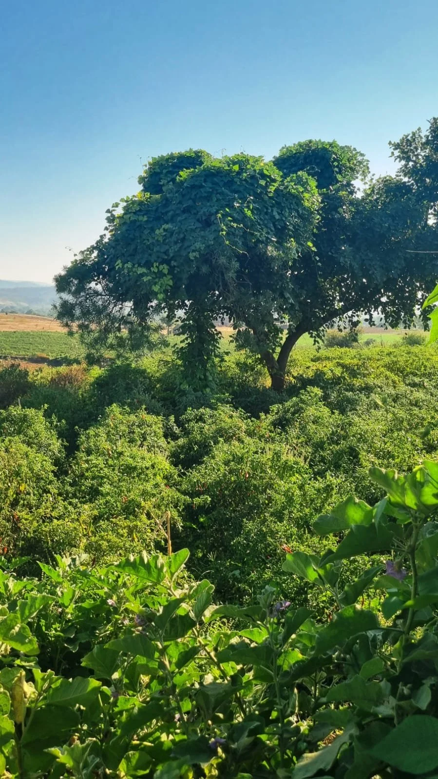 A lush green, regenerative cotton field in India with a large, leafy tree in the center under a clear blue sky.