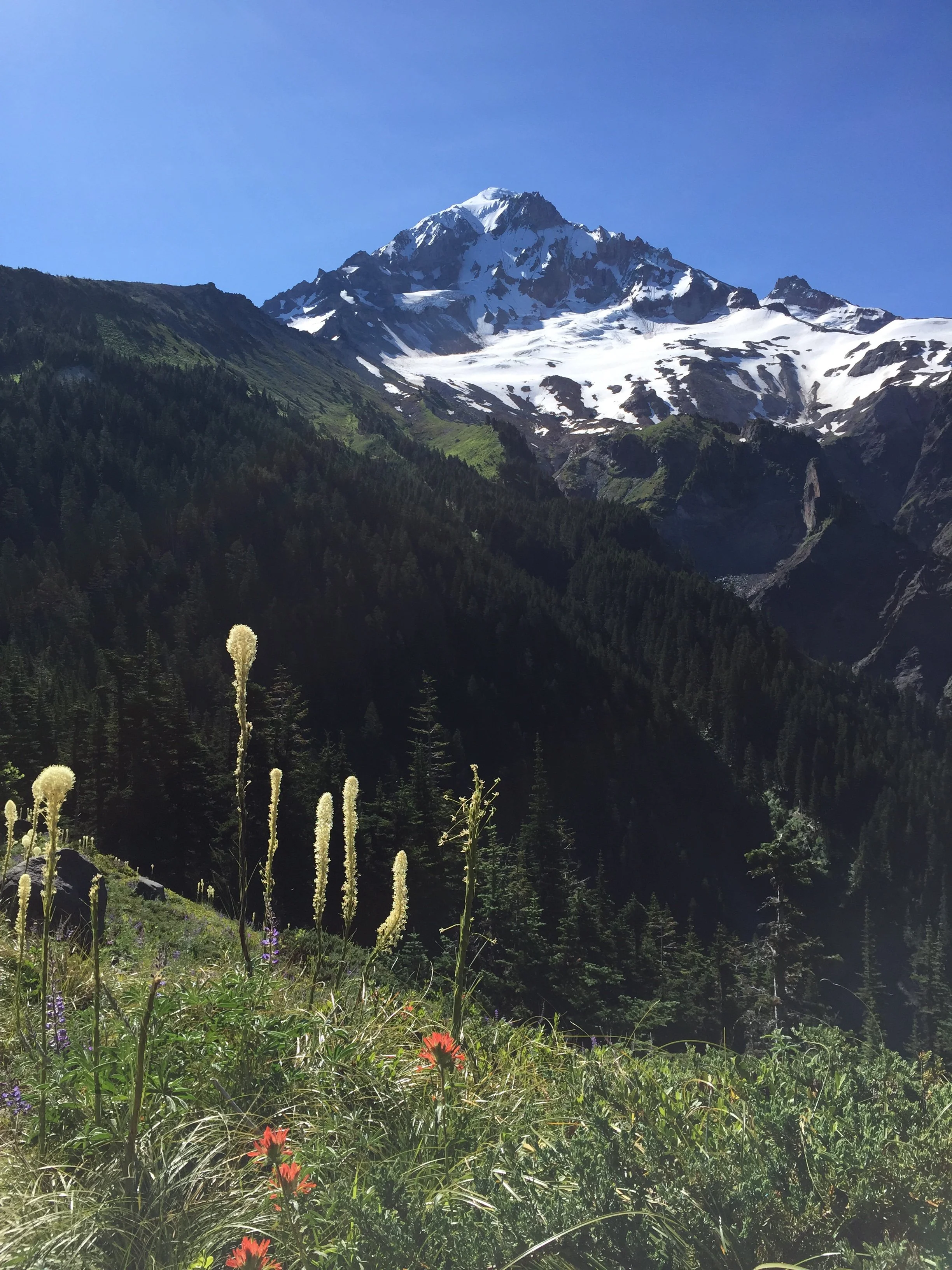 Snow-capped Mt Hood surrounded by green trees, bear grass, and Indian paintbrush under a clear blue sky.