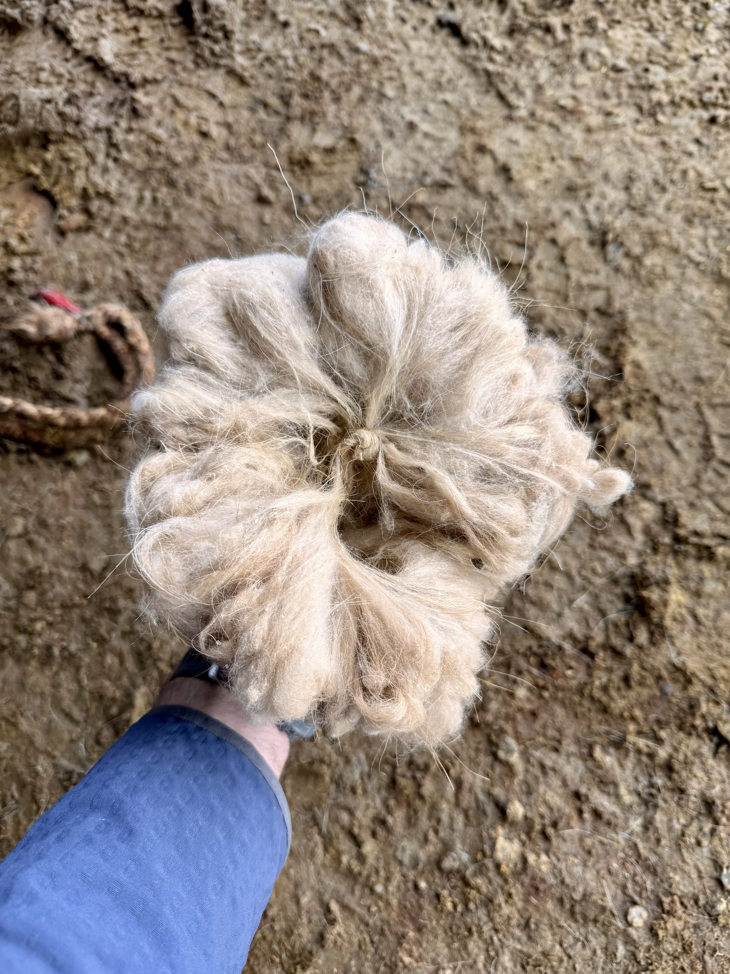 A person's hand, holding a bunch of light colored, regenerative,  cashmere fiber after the combing of an angora goat against the back drop of a dirt ground.