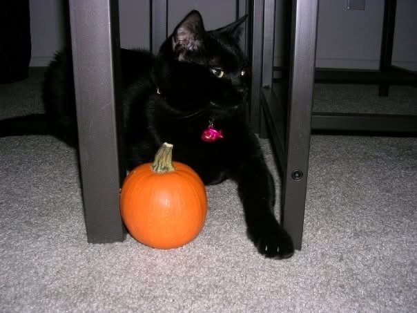Black cat lying under a piece of furniture with a small orange pumpkin in front of it.