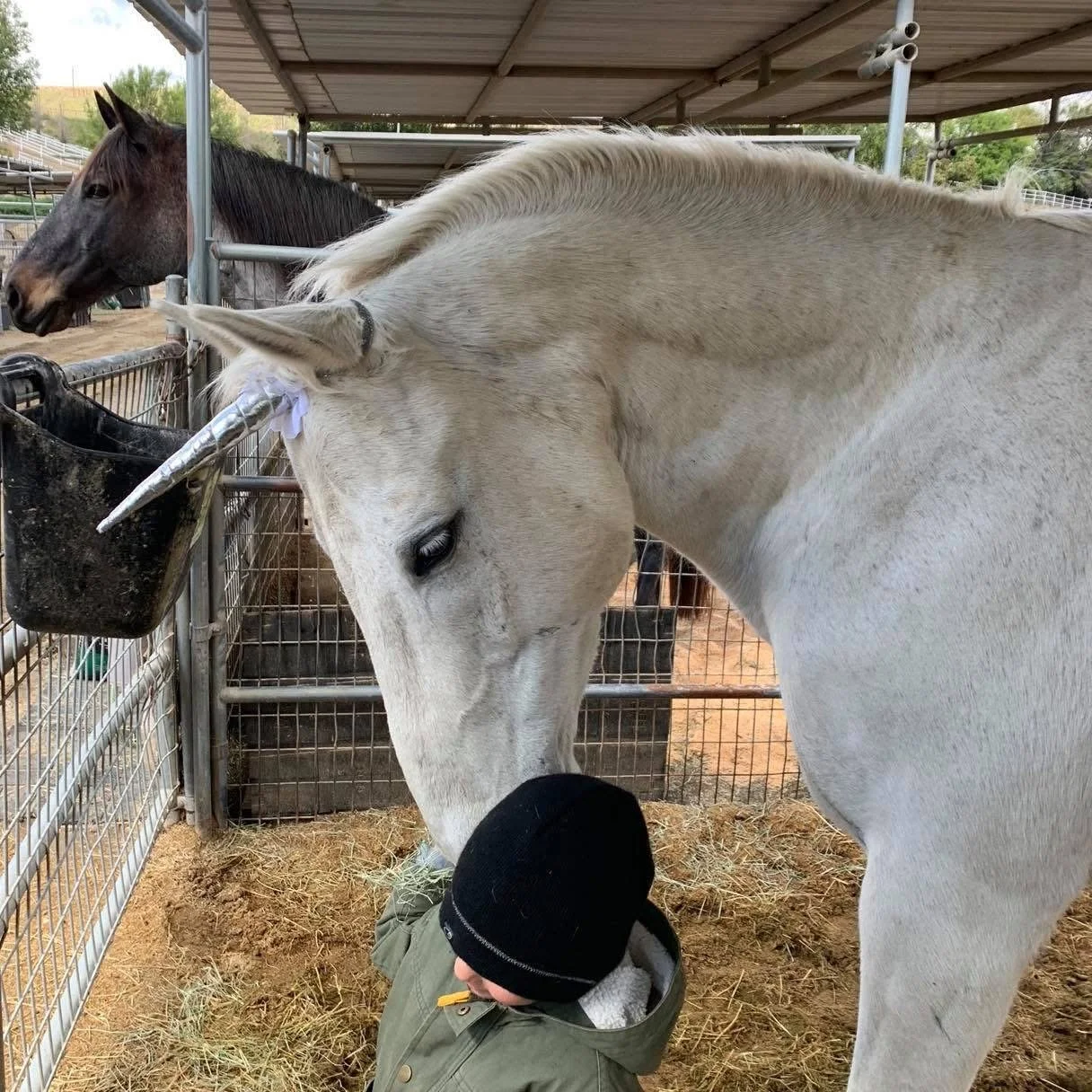 A young child wearing a beanie and jacket is petting a white unicorn at a petting zoo, with a black horse visible in the background.