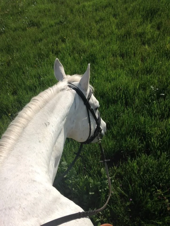 View from behind a white horse with a black bridle, riding through a green grassy field.
