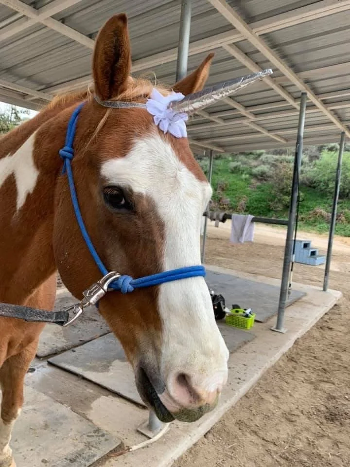 A brown and white horse with a blue halter and a unicorn horn headband inside a stable.