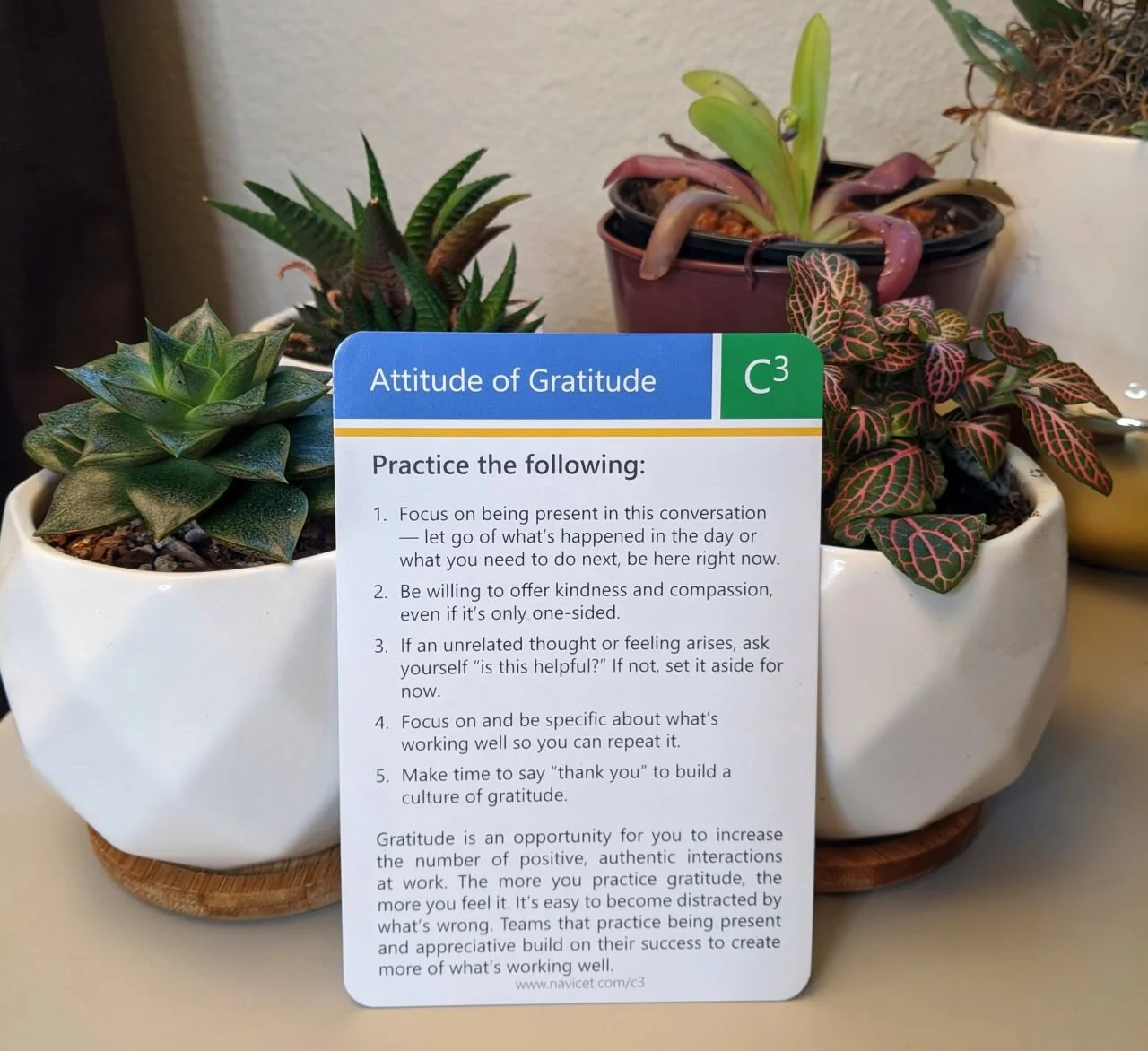A card with text leans up against two potted plants.