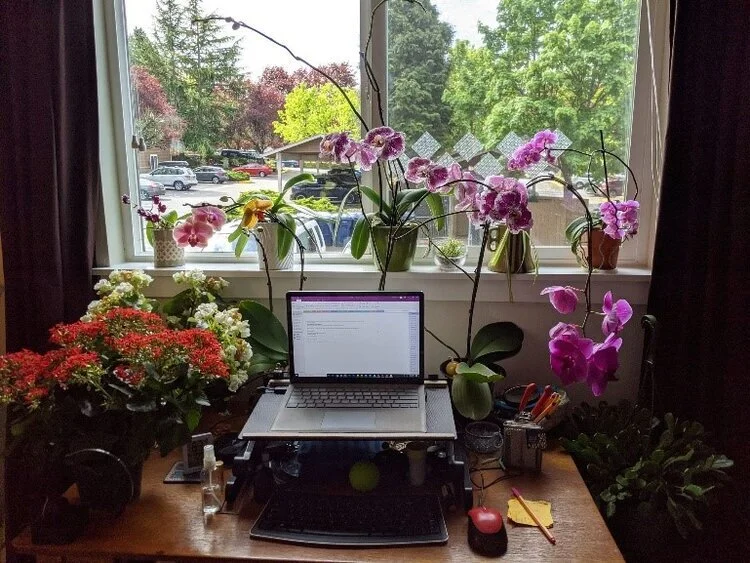 Yes, I know. That’s a lot of plants. The plan is to get a bigger desk to accommodate.