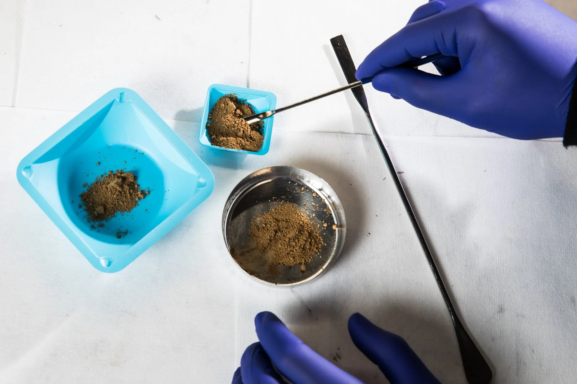A person wearing blue gloves working with soil or powdered material, using a metal tool, with small containers holding the material on a white surface.