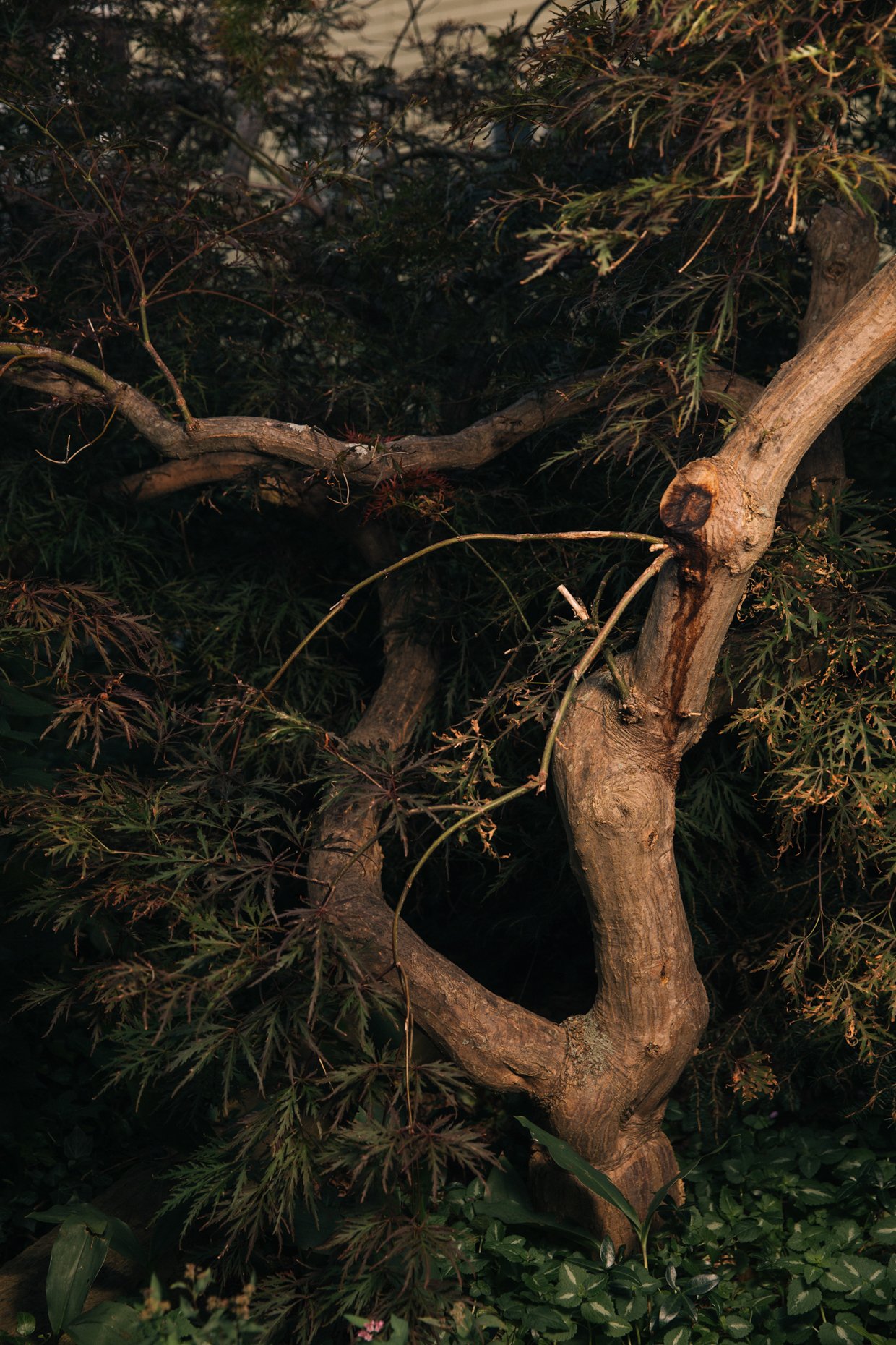 Close-up view of tangled tree branches with green leaves, some with reddish hues, and a dark background.