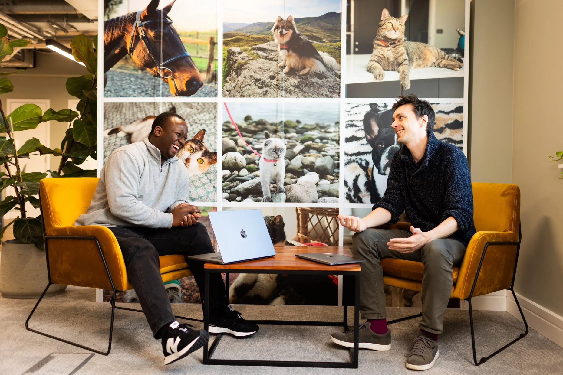 Two men are sitting in a room, engaged in conversation. They are seated on yellow armchairs with a coffee table in between, which holds a silver laptop and a black notebook. Behind them, there is a large display wall featuring photos of animals, incl