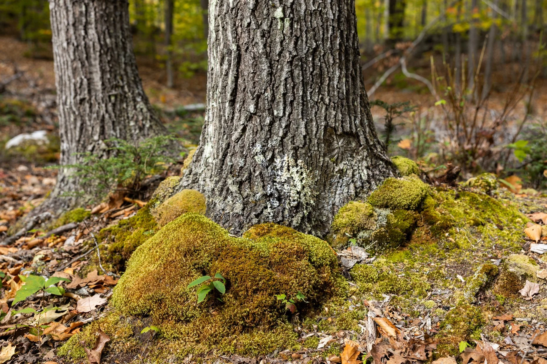 A close-up of a tree trunk in a forest surrounded by green moss on the ground and fallen leaves, with a blurred background of trees and foliage.