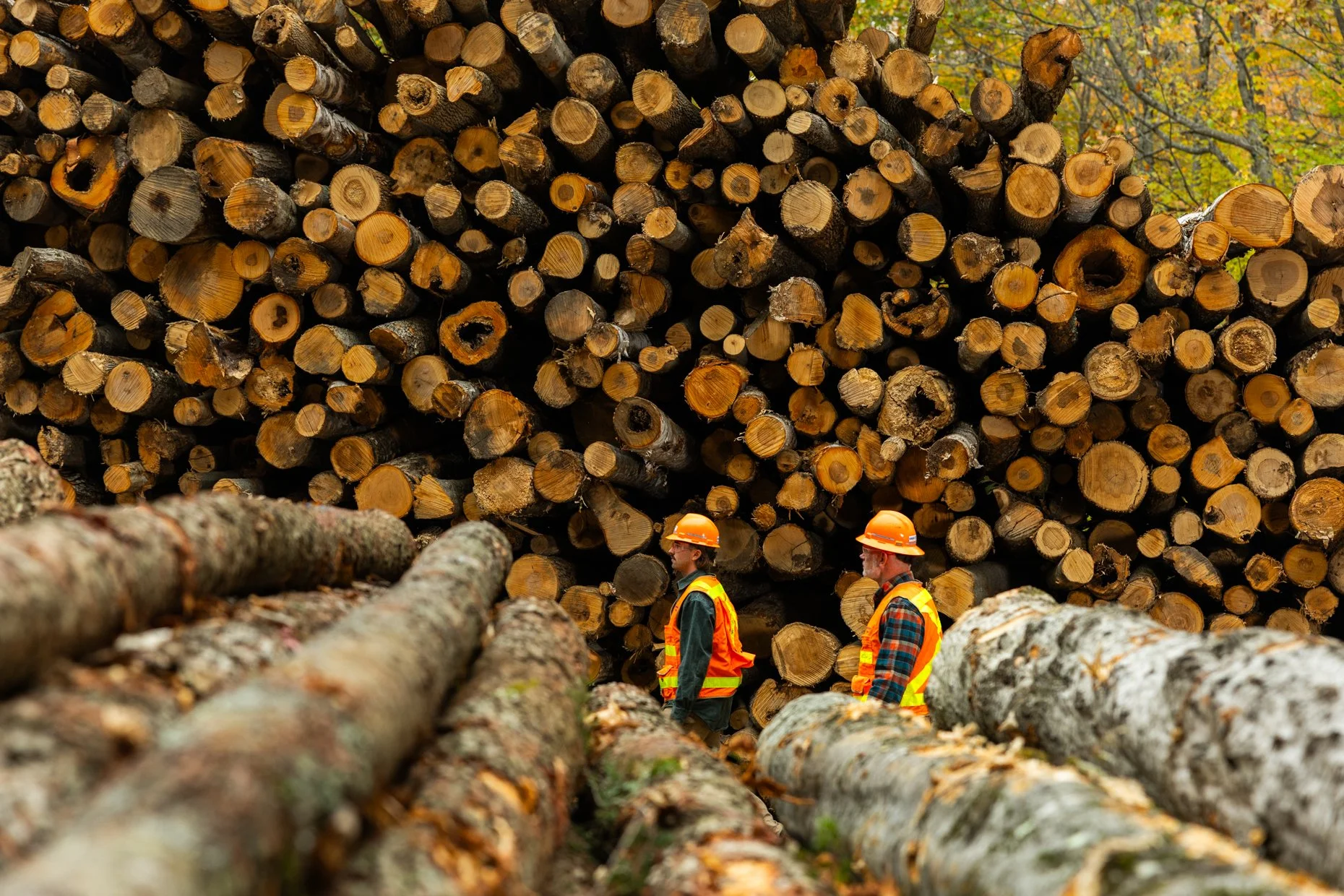 Two workers wearing orange safety helmets and reflective vests stand near large stacks of cut logs in a forest with autumn-colored trees.
