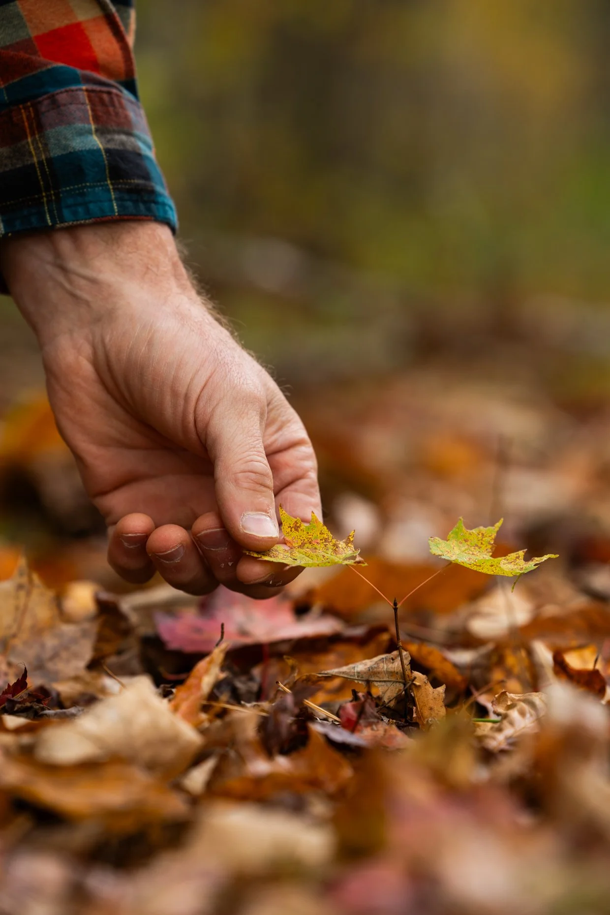 A person wearing a plaid shirt is picking up a small yellow-green leaf from the forest floor covered with fallen leaves.