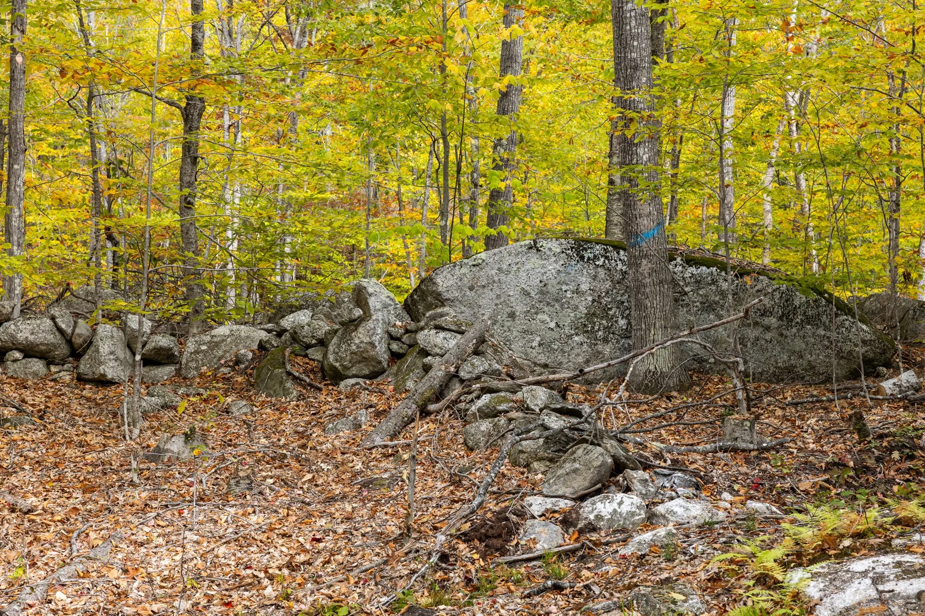 A forest scene with many trees, green and yellow leaves, large gray rocks, fallen leaves, and branches on the ground.