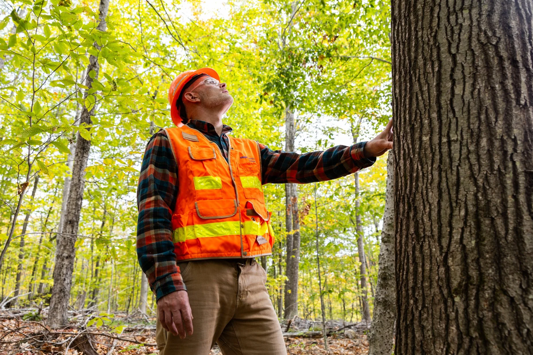 A man in a safety vest and helmet inspecting a tree in a forest.