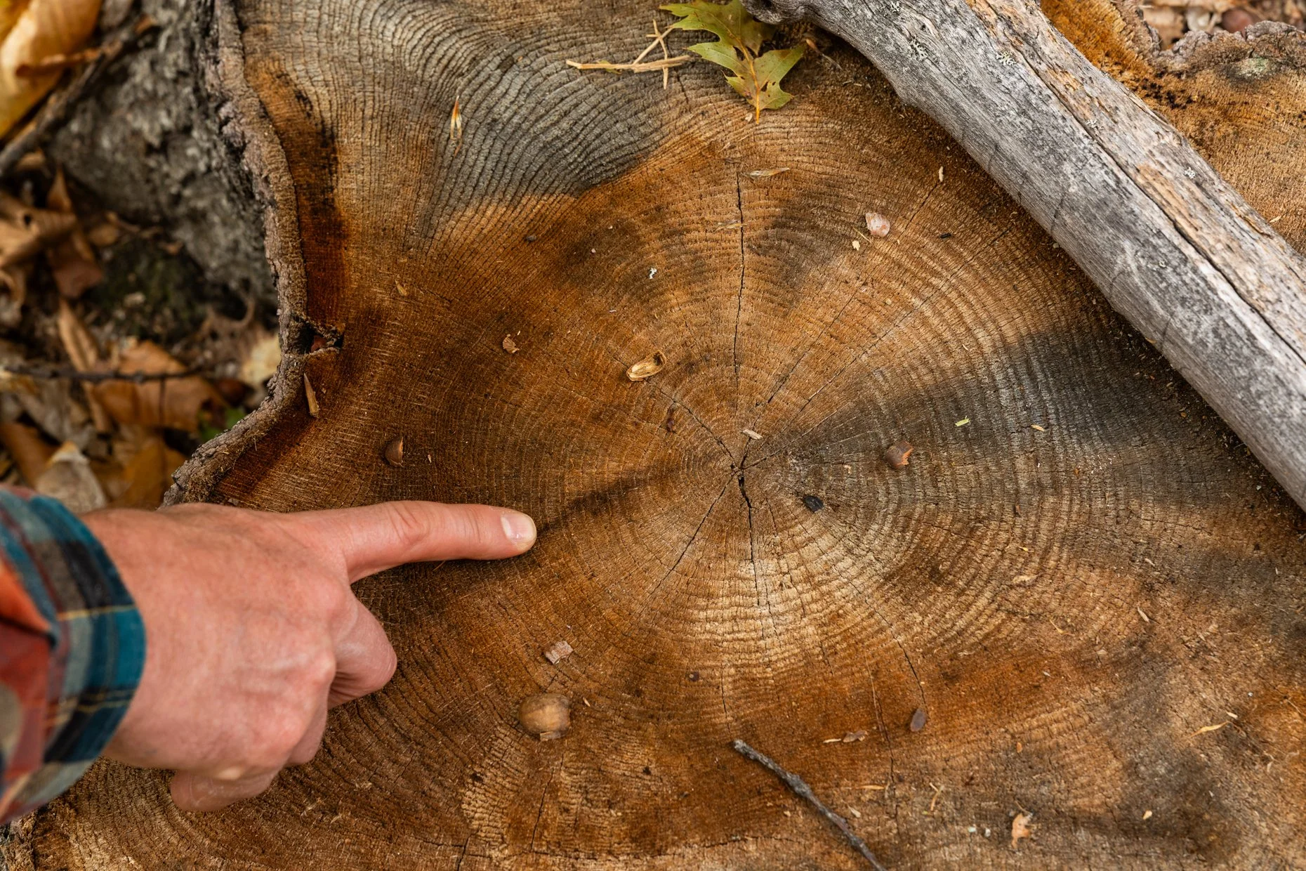 A person's hand pointing at the center of a cut tree trunk with visible growth rings and some small debris and nuts on top.
