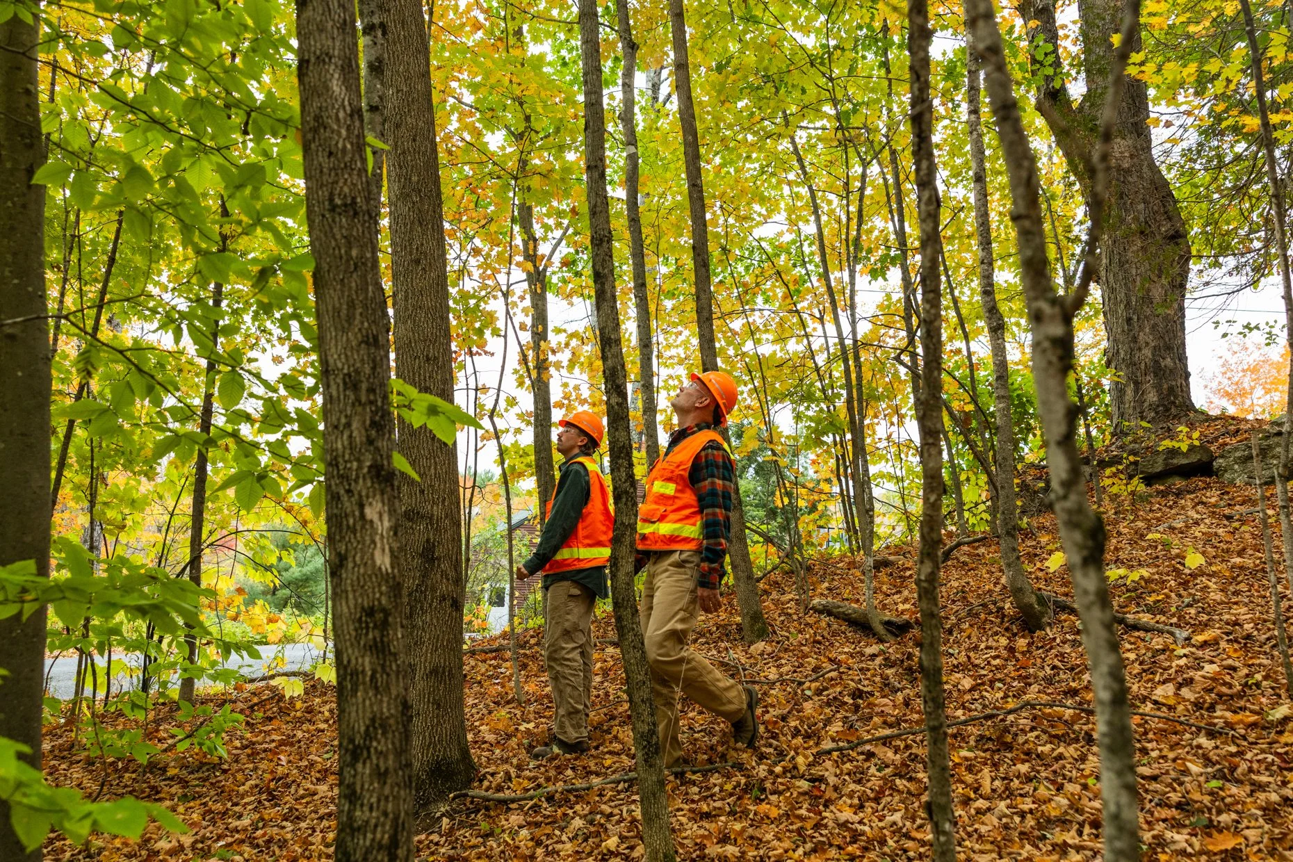 Two construction workers wearing orange safety vests and helmets walking through a leaf-covered forest in autumn.