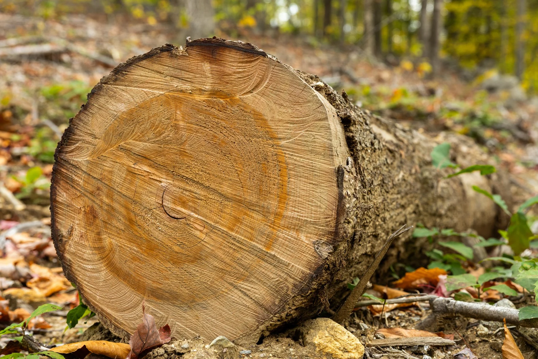 Close-up of a fallen tree trunk in a wooded area, showing the freshly cut cross-section of the tree with growth rings visible, surrounded by fallen leaves and small green plants.