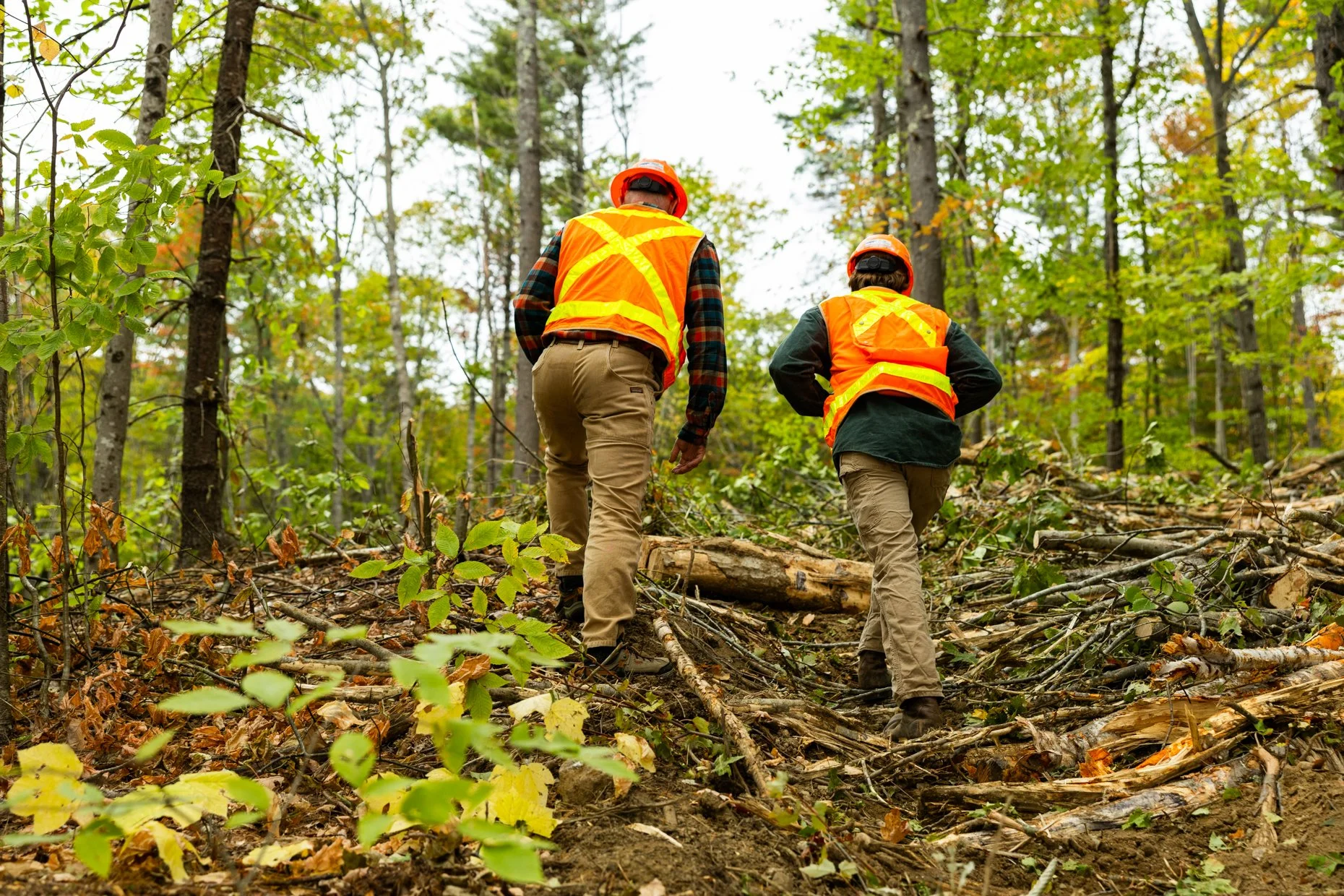 Two forestry workers wearing orange safety vests and helmets hike through a forest with fallen branches and trees on the ground.
