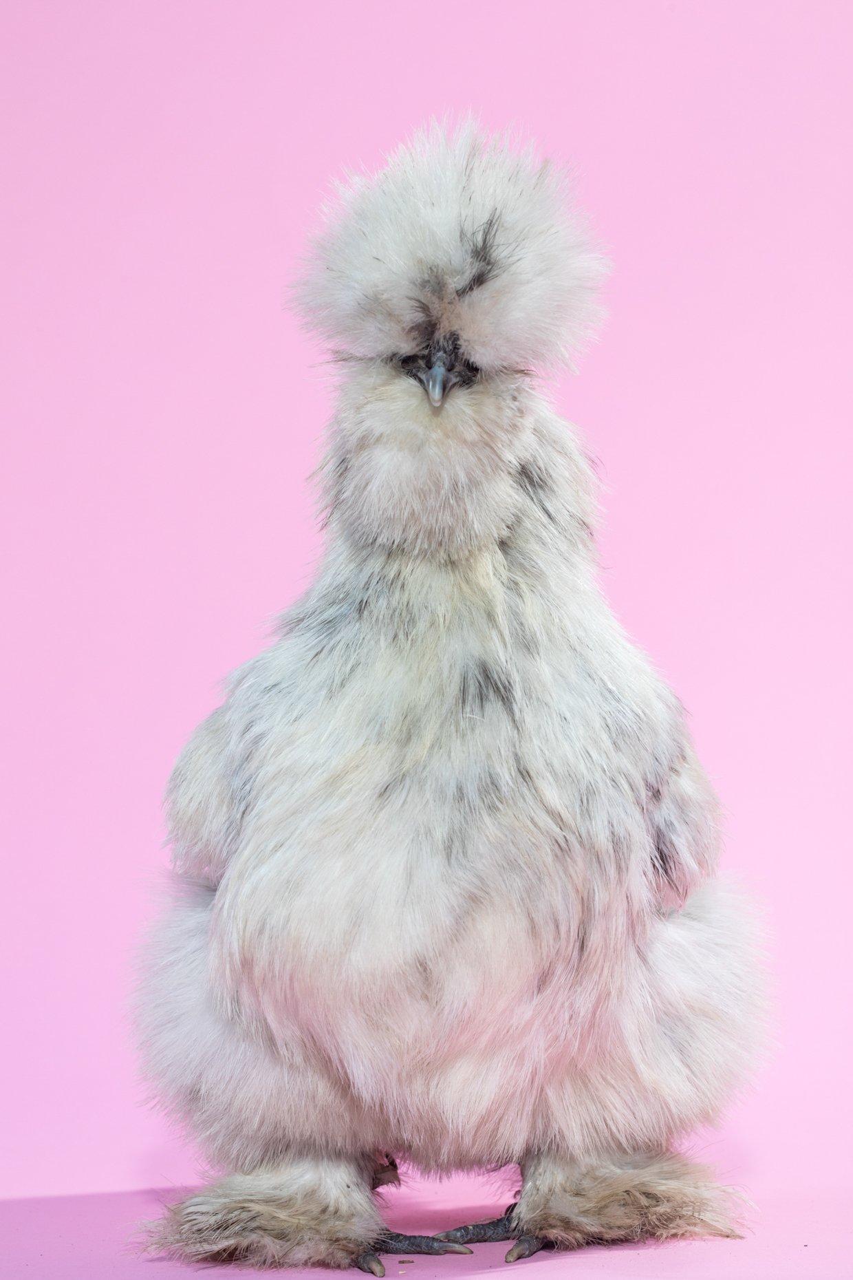 A fluffy white and gray baby chicken with eyes closed, standing against a pink background.