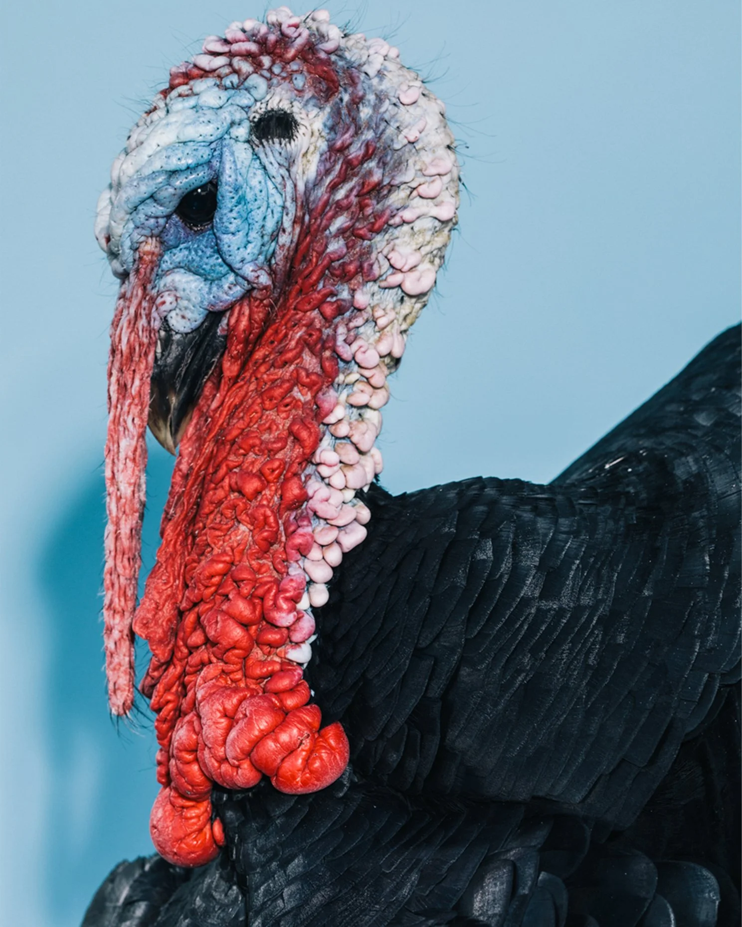 Close-up of a wild turkey's head and part of its black feathered body, showing textured, wrinkled skin and red and blue fleshy facial features against a pale blue background.