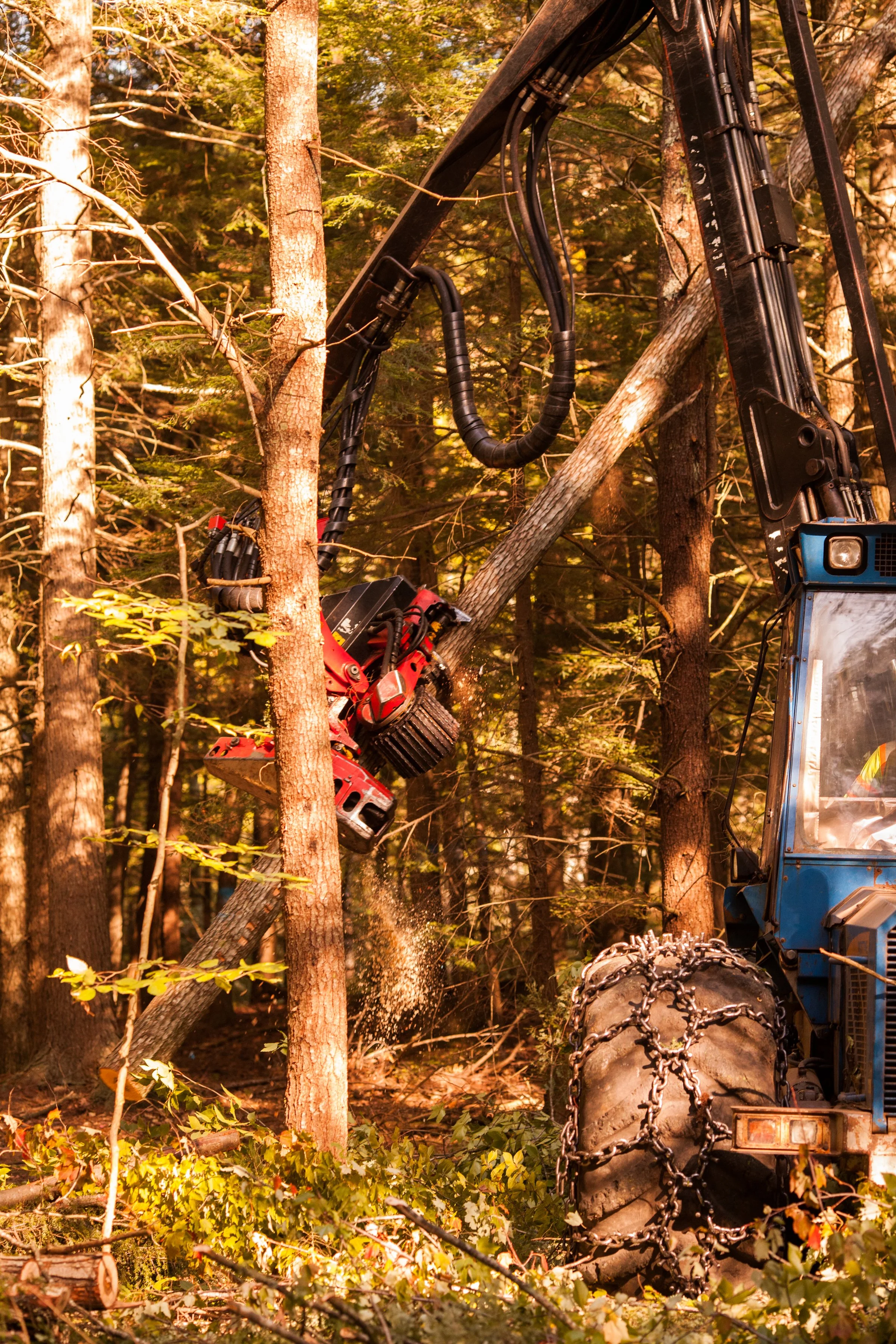 North Falmouth Sappi Forest_100217-230.JPG