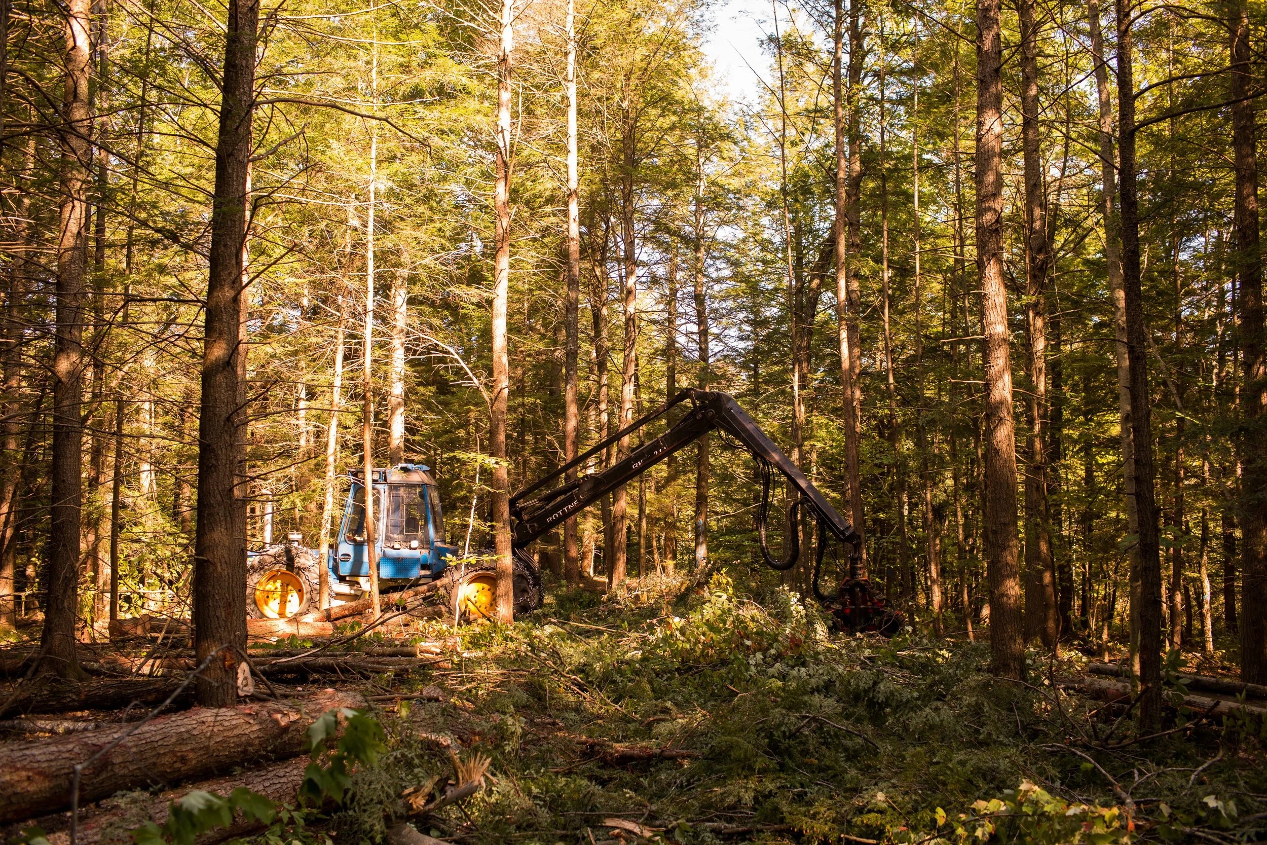 North Falmouth Sappi Forest_100217-236.JPG