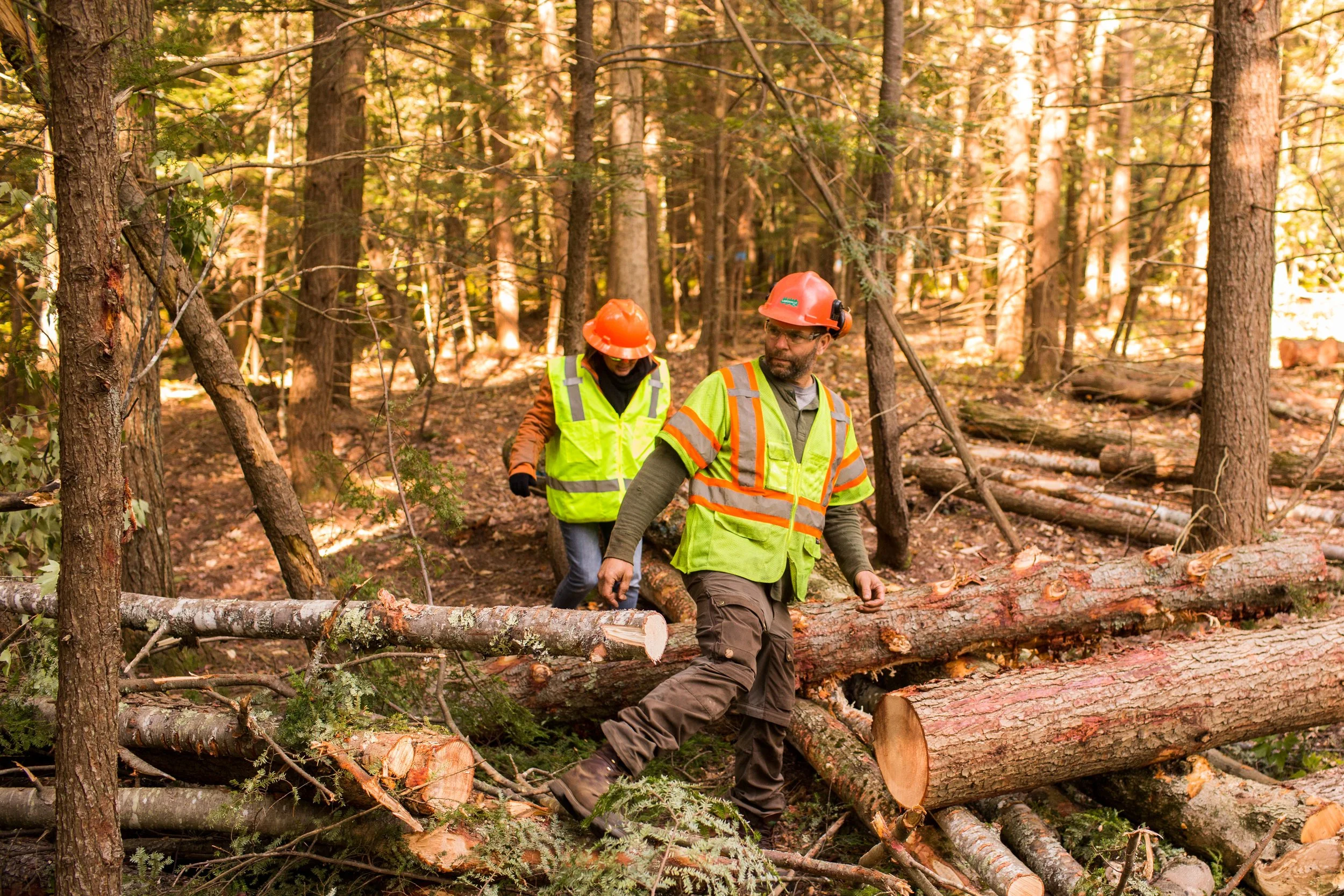 North Falmouth Sappi Forest_100217-238.JPG