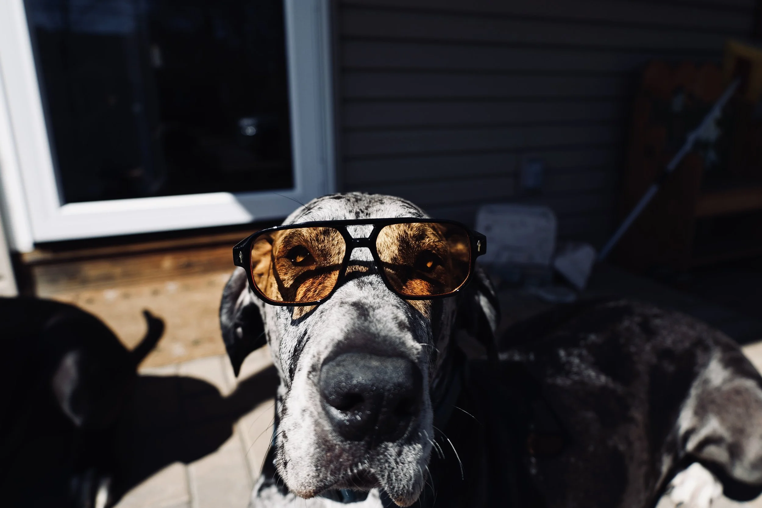 Dog wearing sunglasses