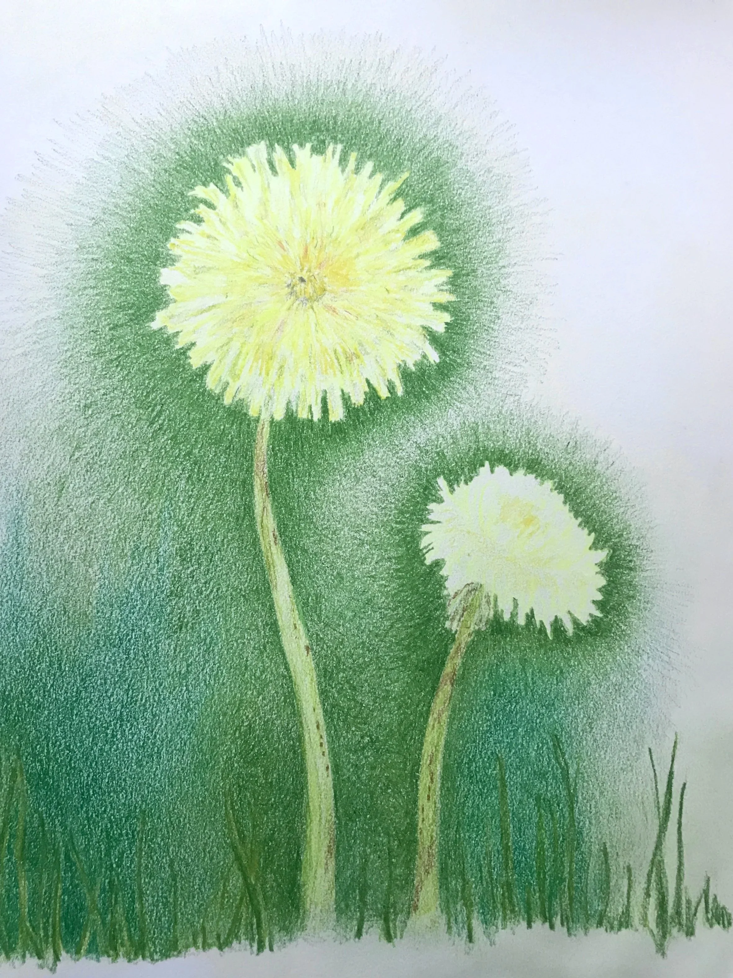Spence, Olivia. Dandelions in a field of green. 2025. Colored pencil on paper.