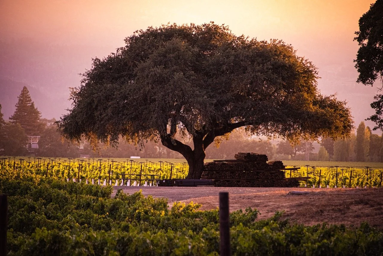 A large tree in a vineyard at sunset, with stacked wood near its base and rows of grapevines in the background.