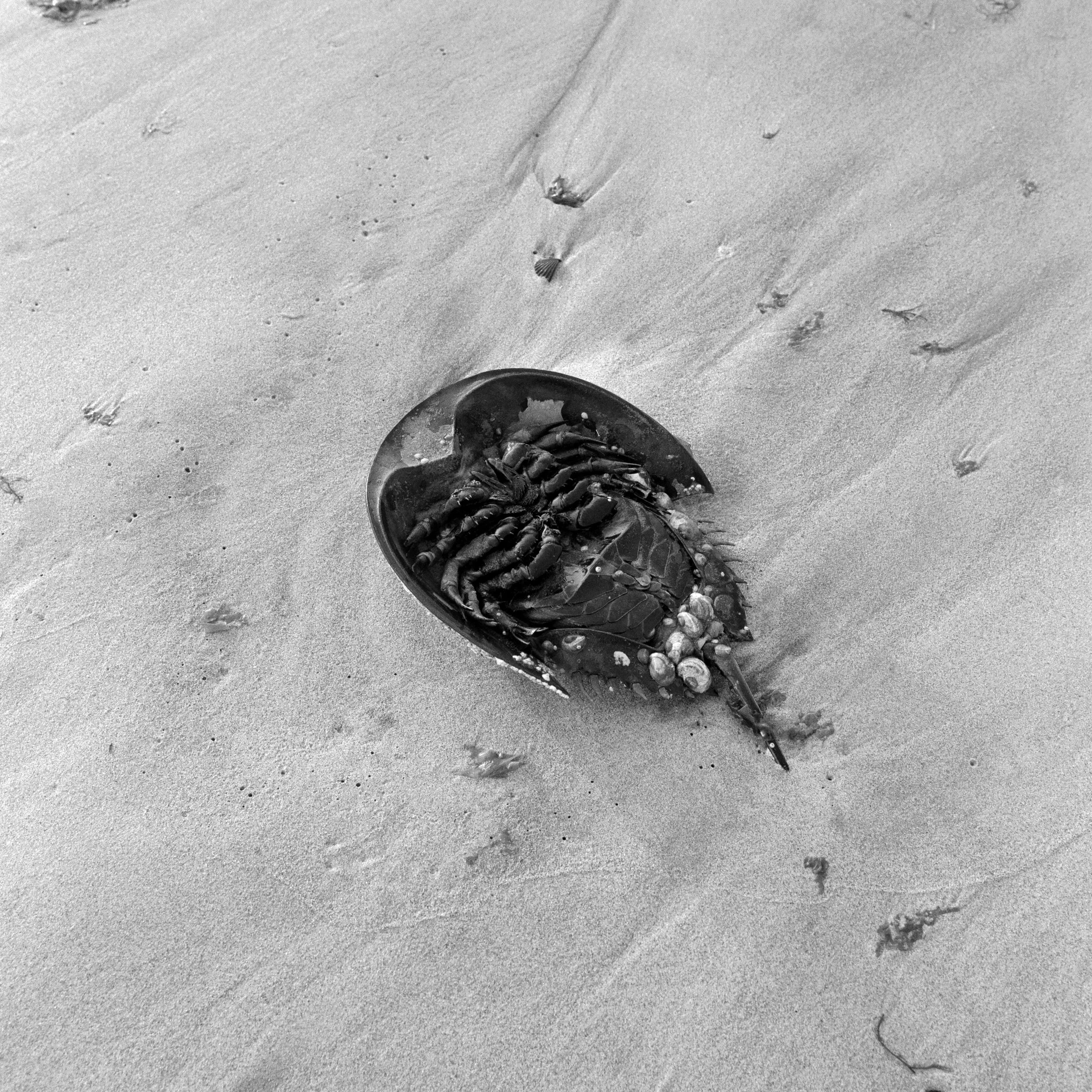 Fort Tilden
