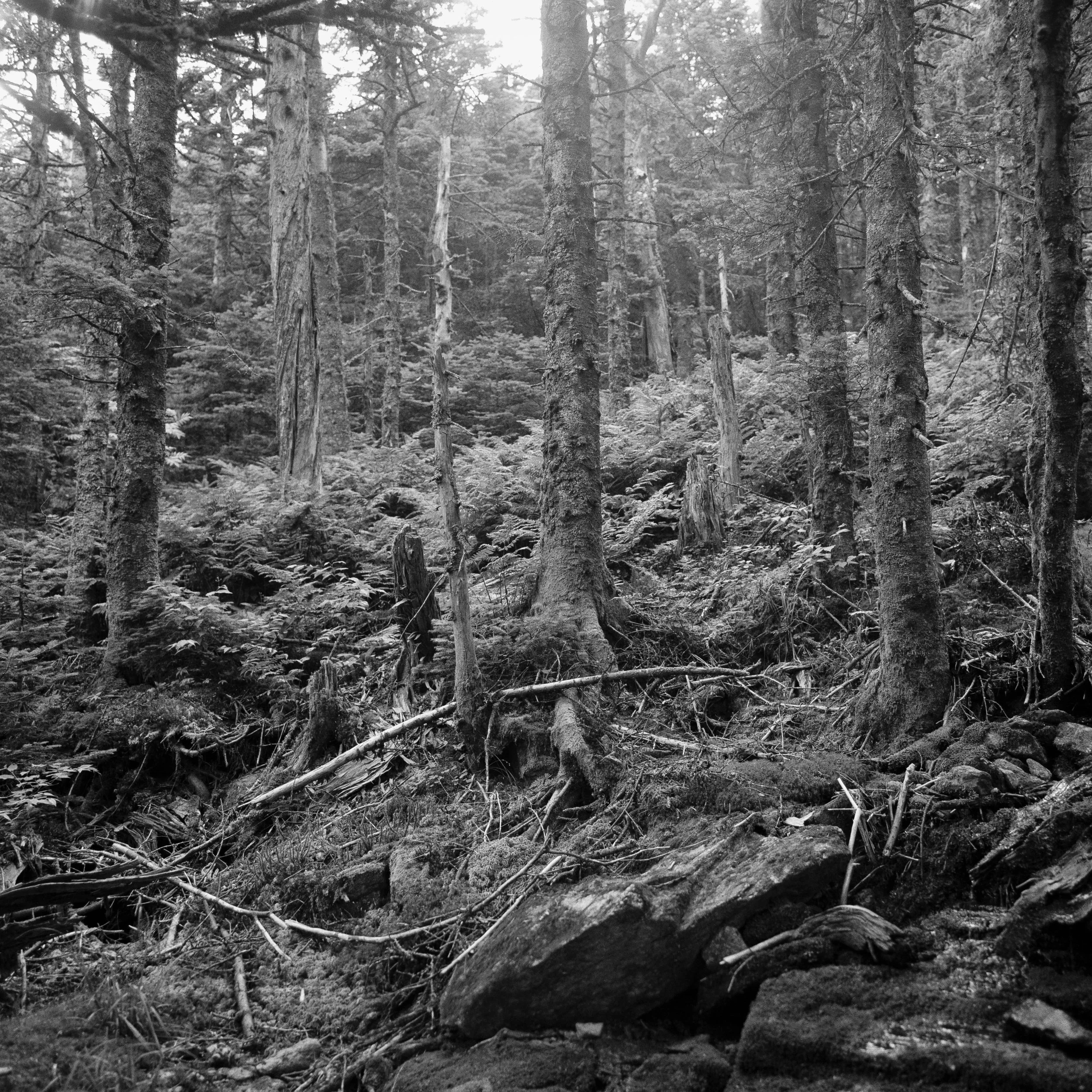 Camel's Hump
