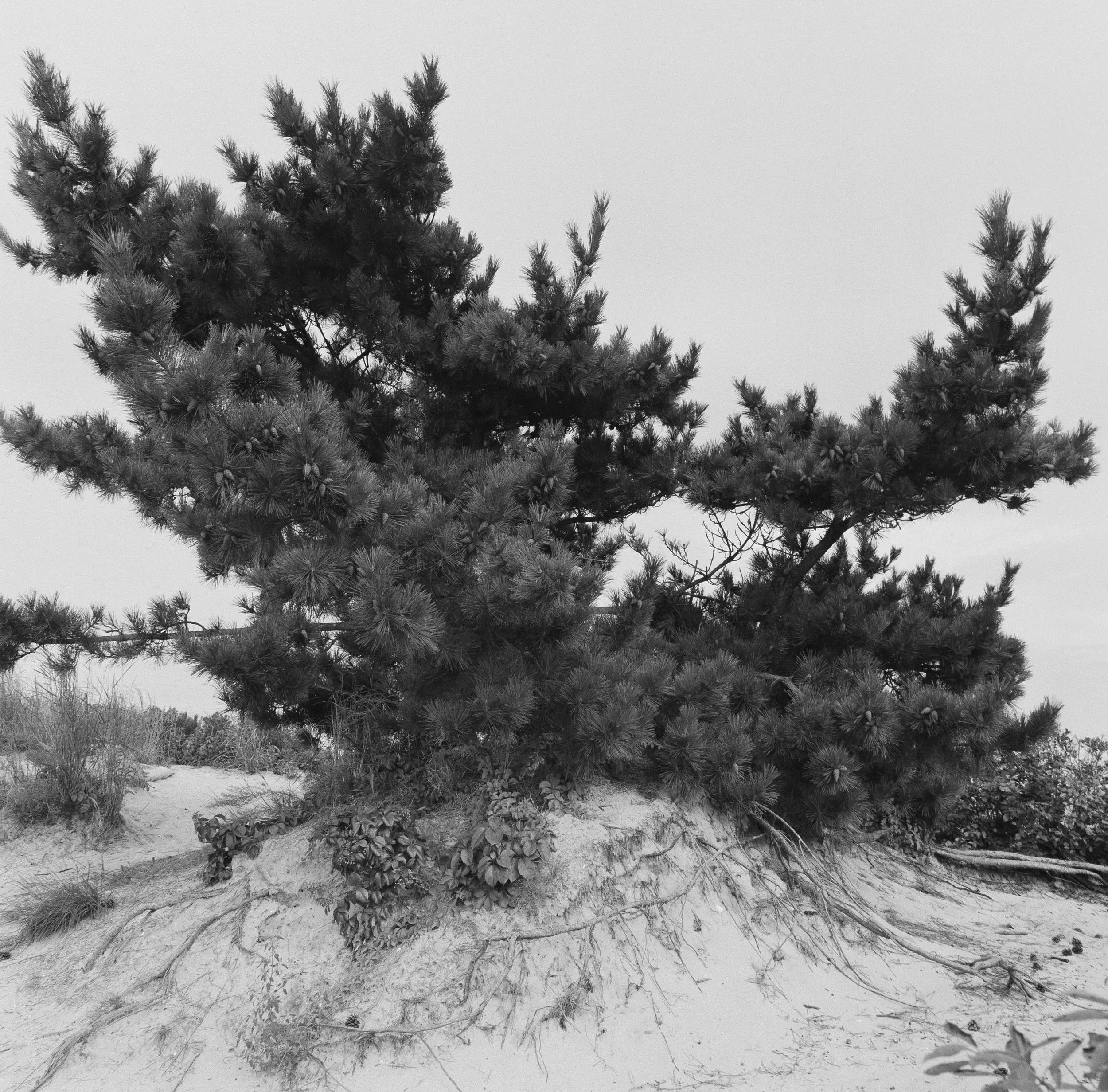 Fort Tilden