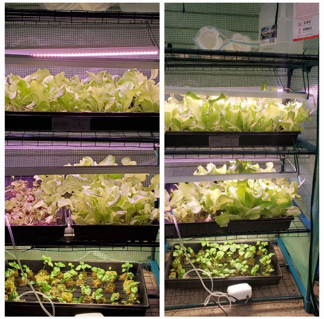 Aeroponics incubation tent showing healthy lettuce and basil plants growing under controlled conditions
